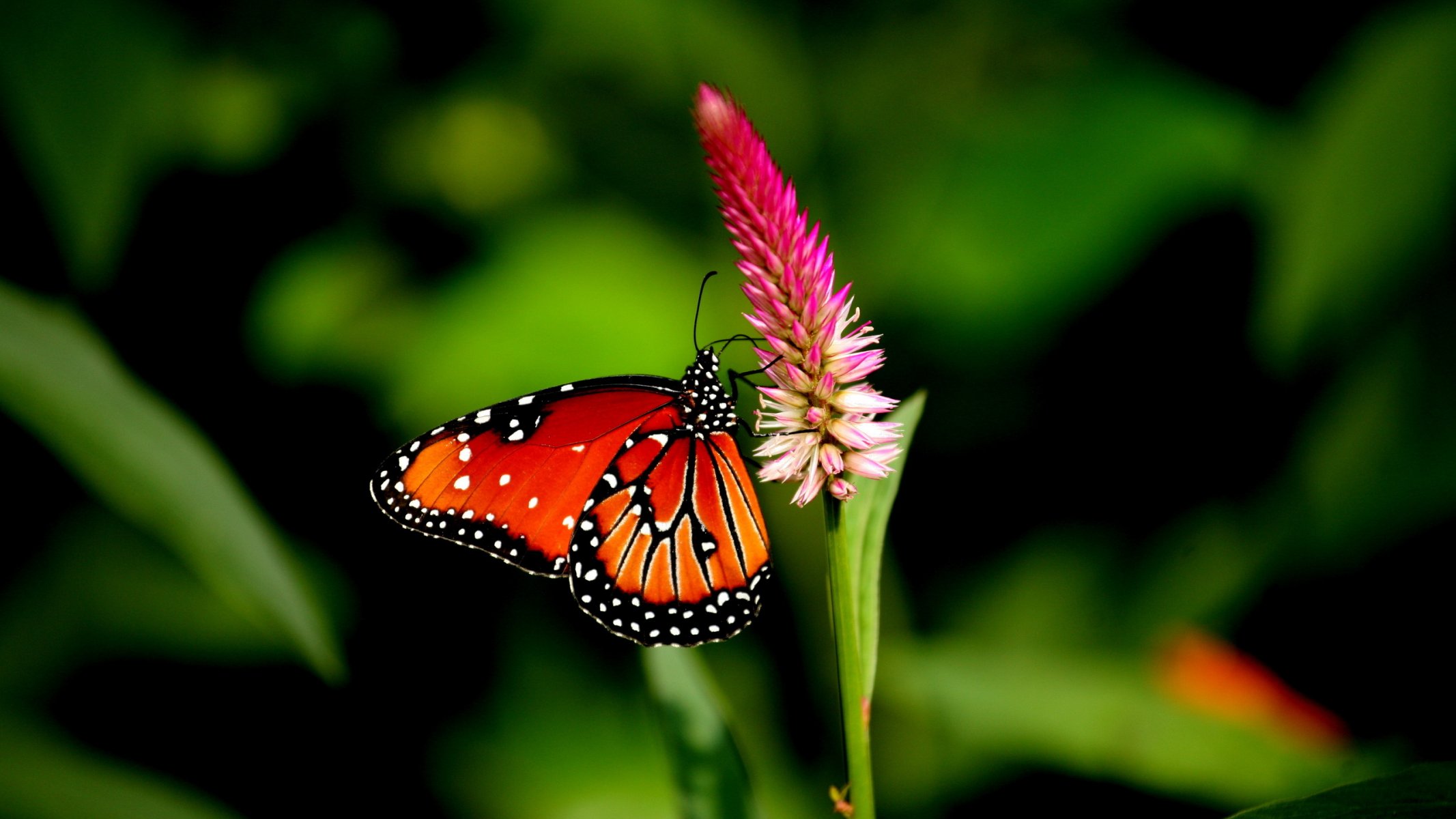 papillon fleur pétales jardin champ ailes