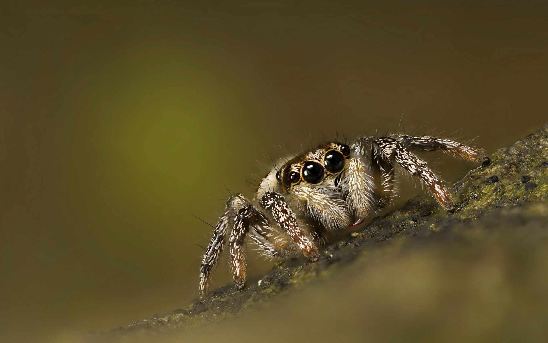 araña saltador saltador fondo