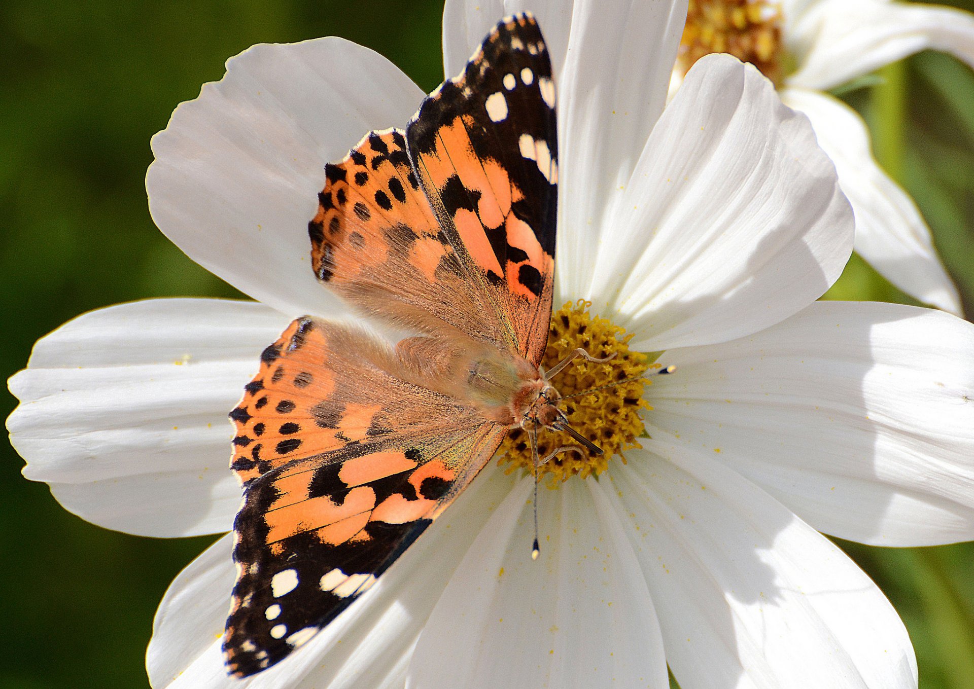 łopian ostropest vanessa ostropest motyl kwiat kosmea makro