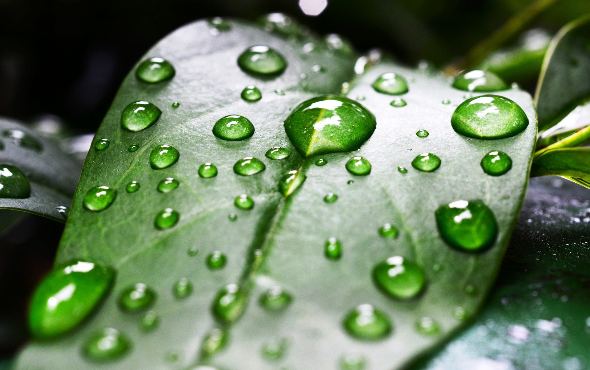 feuille vert rosée gouttes feuilles gros plan