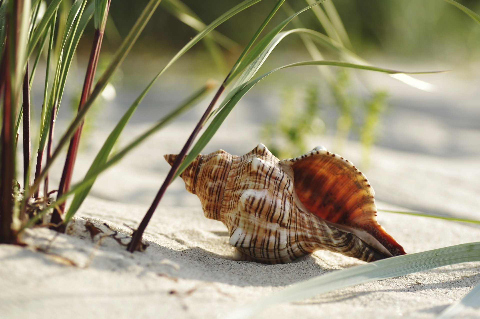 rapan coquillage plage herbe sable