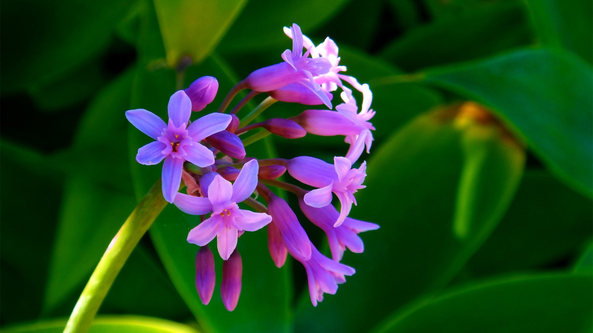 flores pétalos tallo hojas jardín