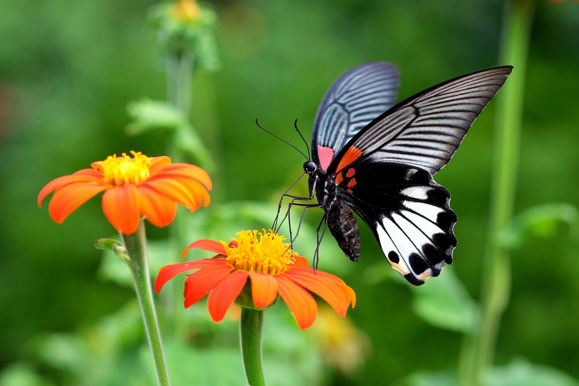 mariposa polilla insecto alas flores planta naturaleza