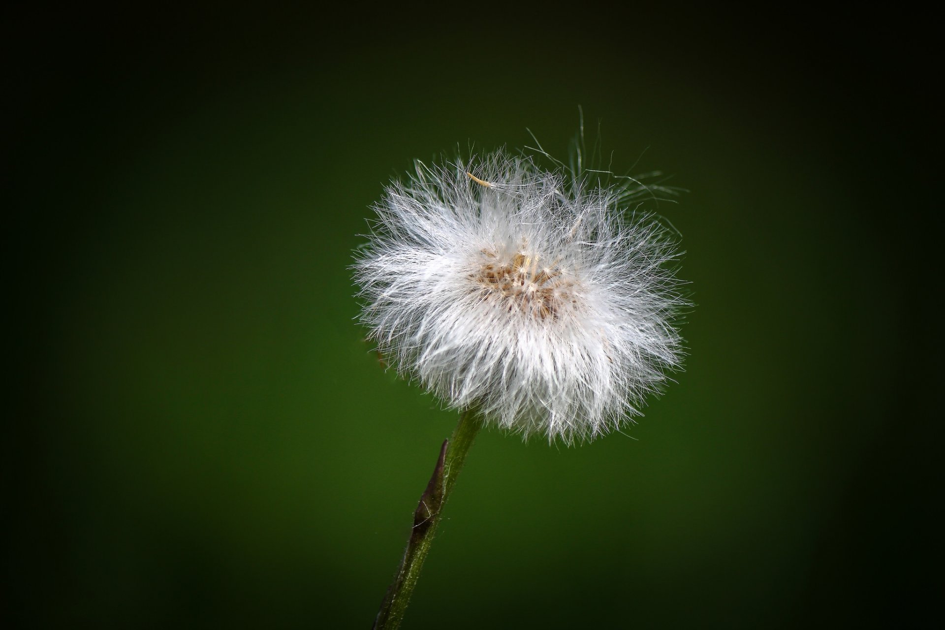 plant dandelion fluff background