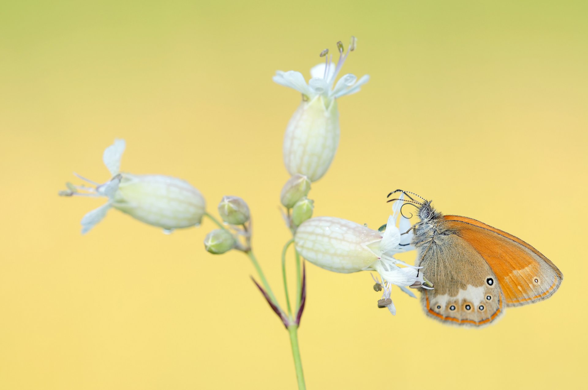 flower white inflorescence butterfly orange yellow background