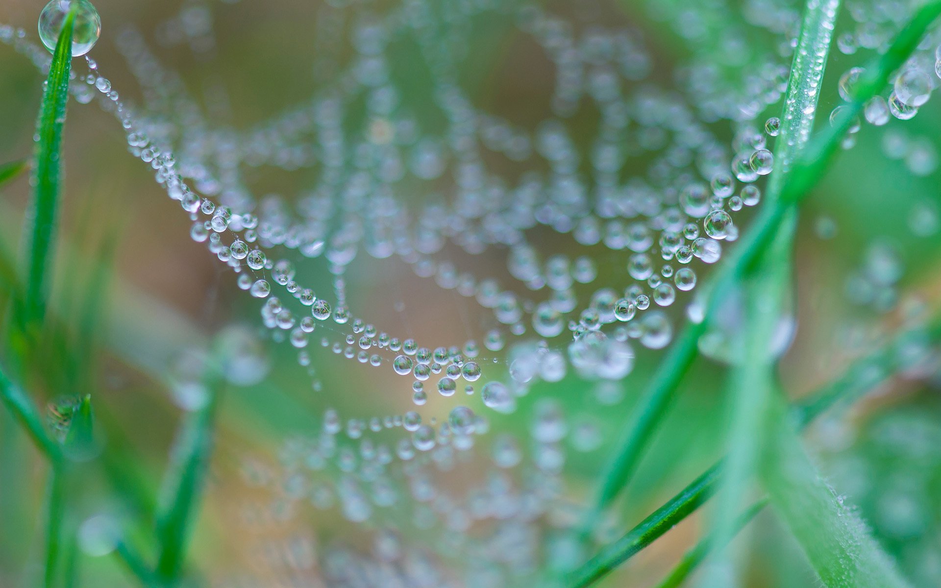 grass nature web spider drops rosa