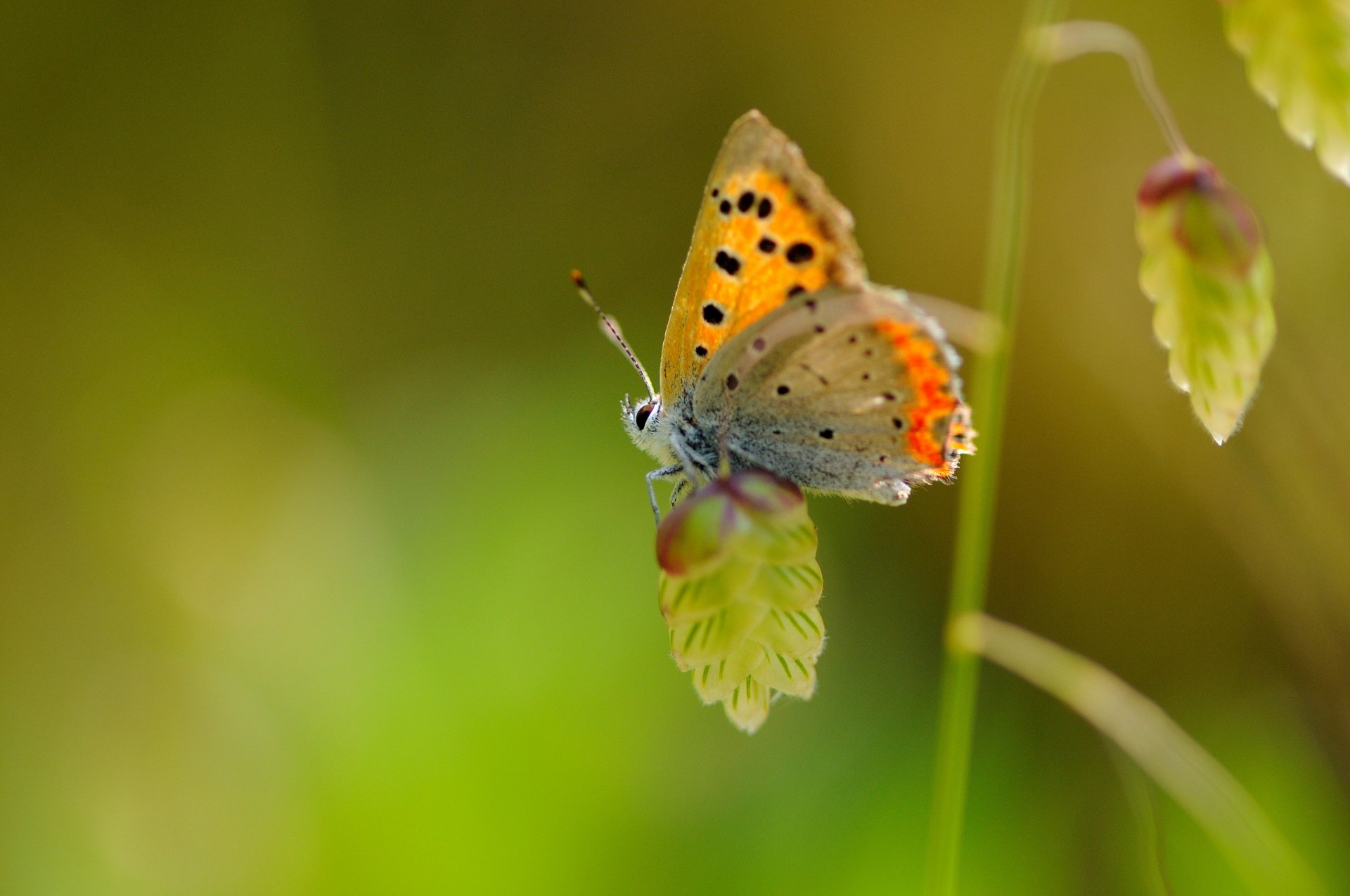 farfalla macro ali insetto pianta maculato