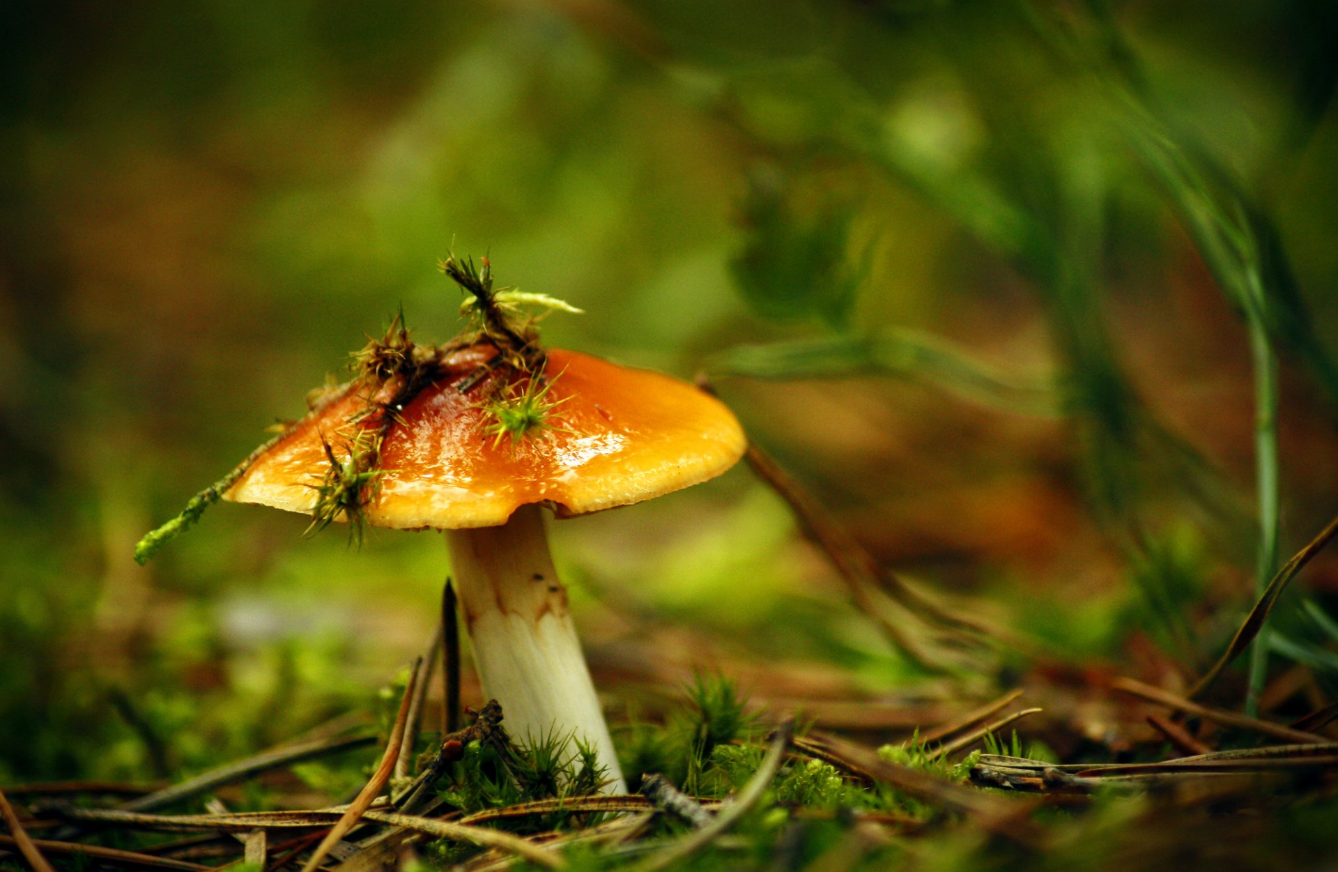 pilz öler moos bokeh gras