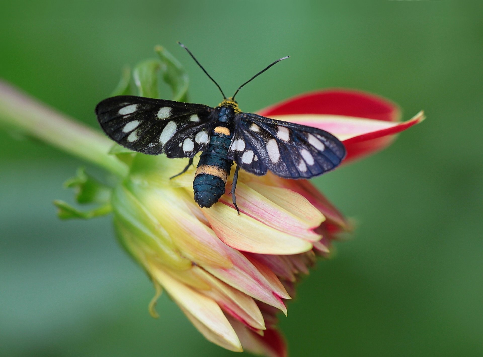 motyl kwiat dalia makro