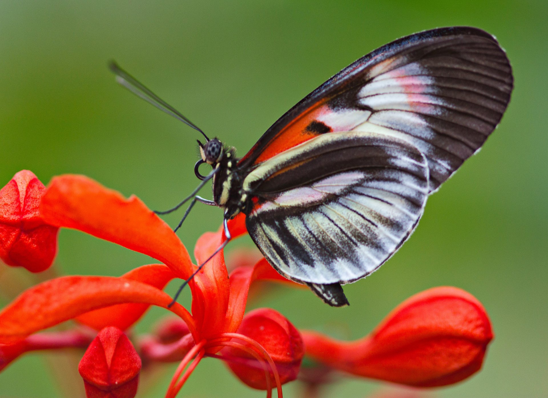 mariposa alas flor polilla insecto planta