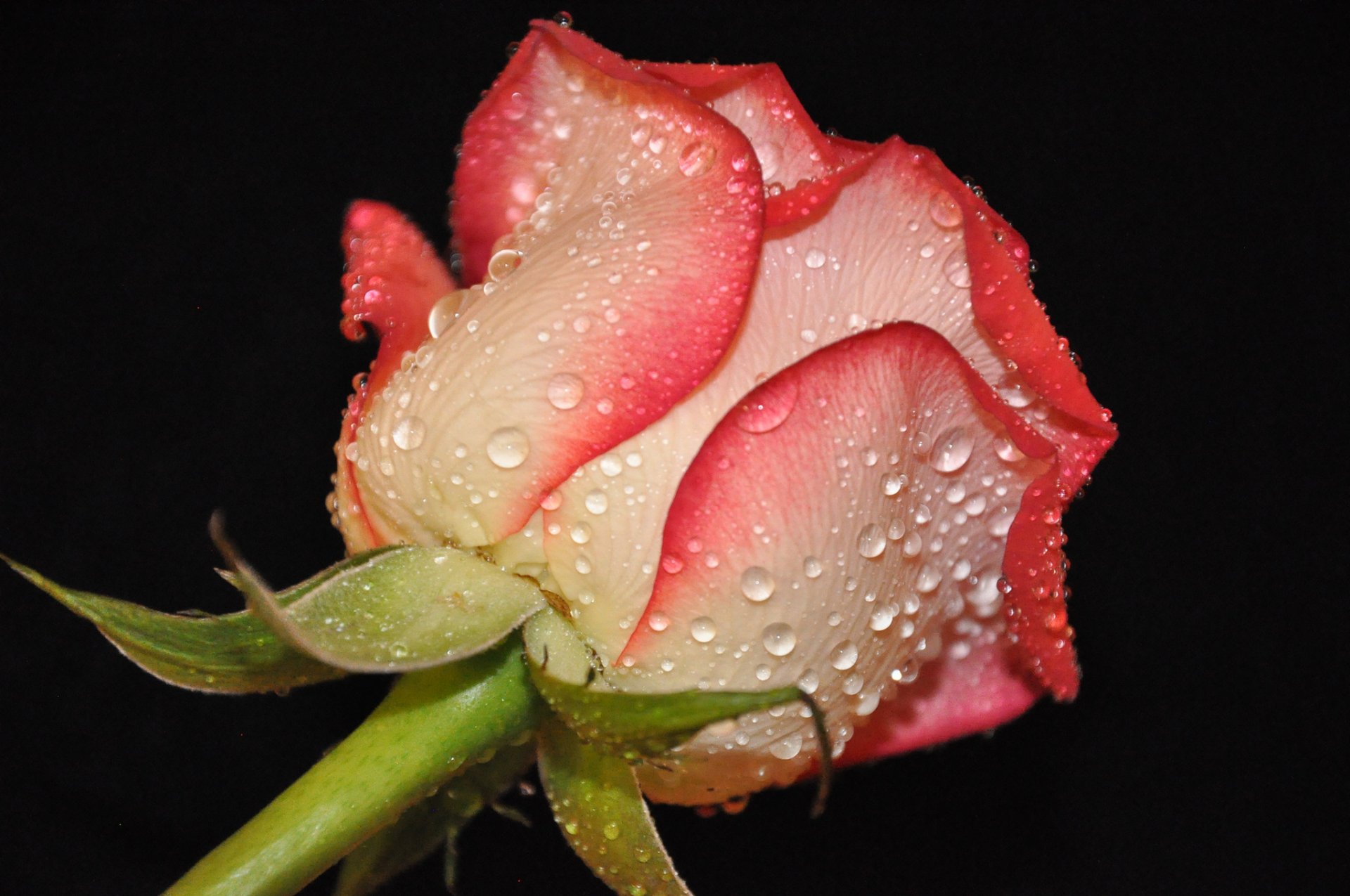 flor rosa brote pétalos gotas rocío agua