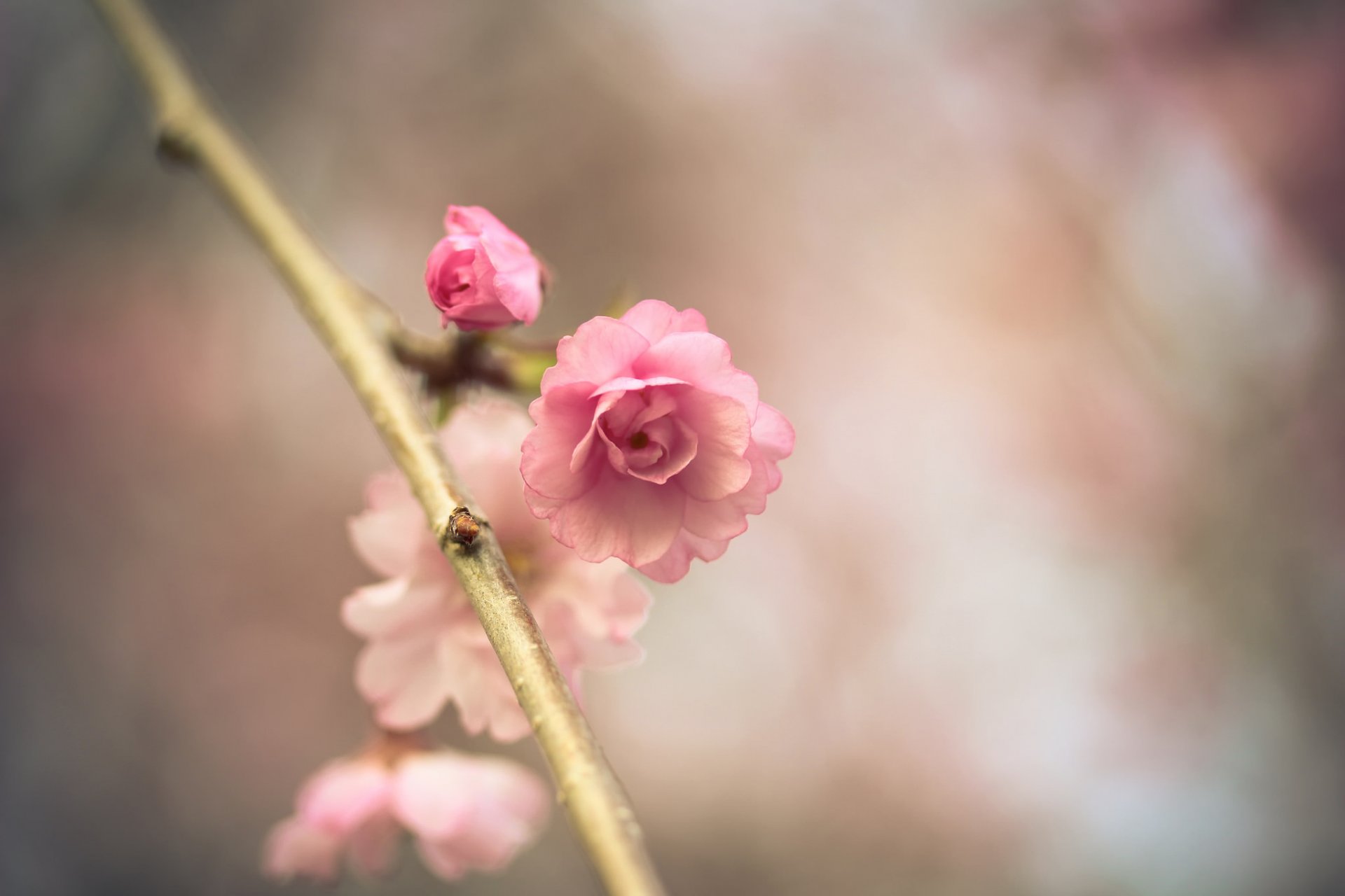 sakura fiore rosa ramo primavera bokeh macro