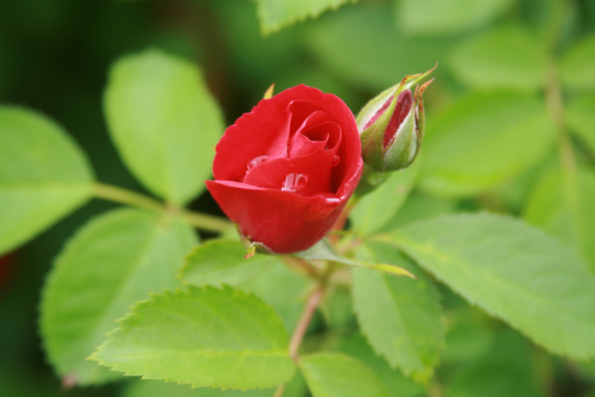 background wallpaper macro flower flowers rose bud garden summer plant