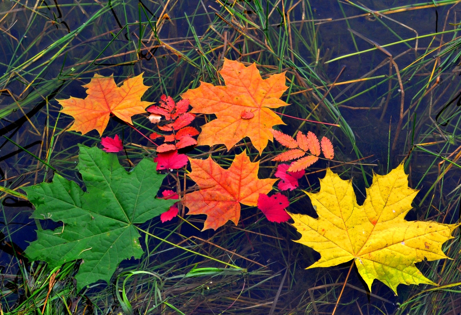 blätter ahorn herbst farbe wasser