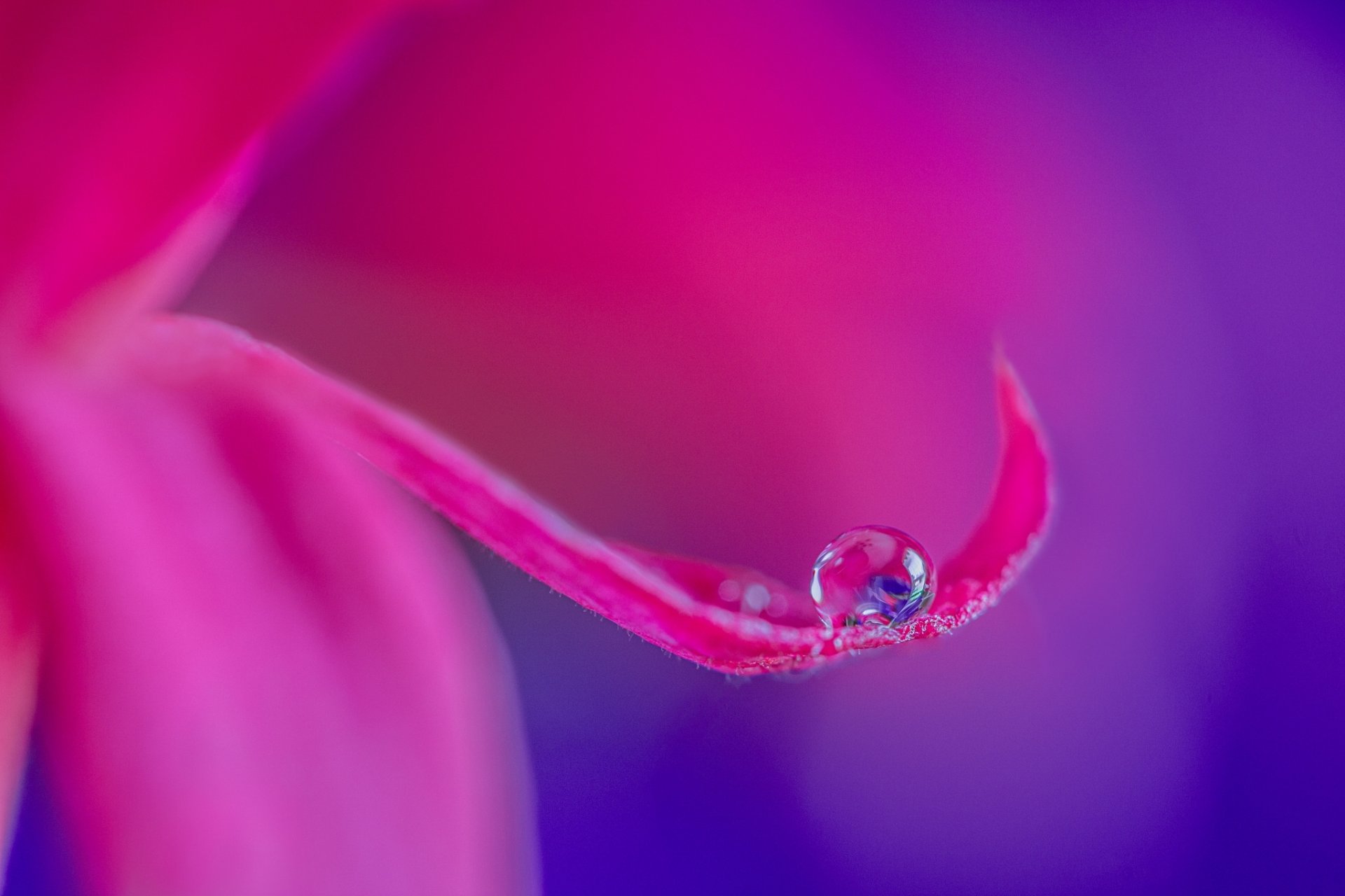 flower pink petals drop