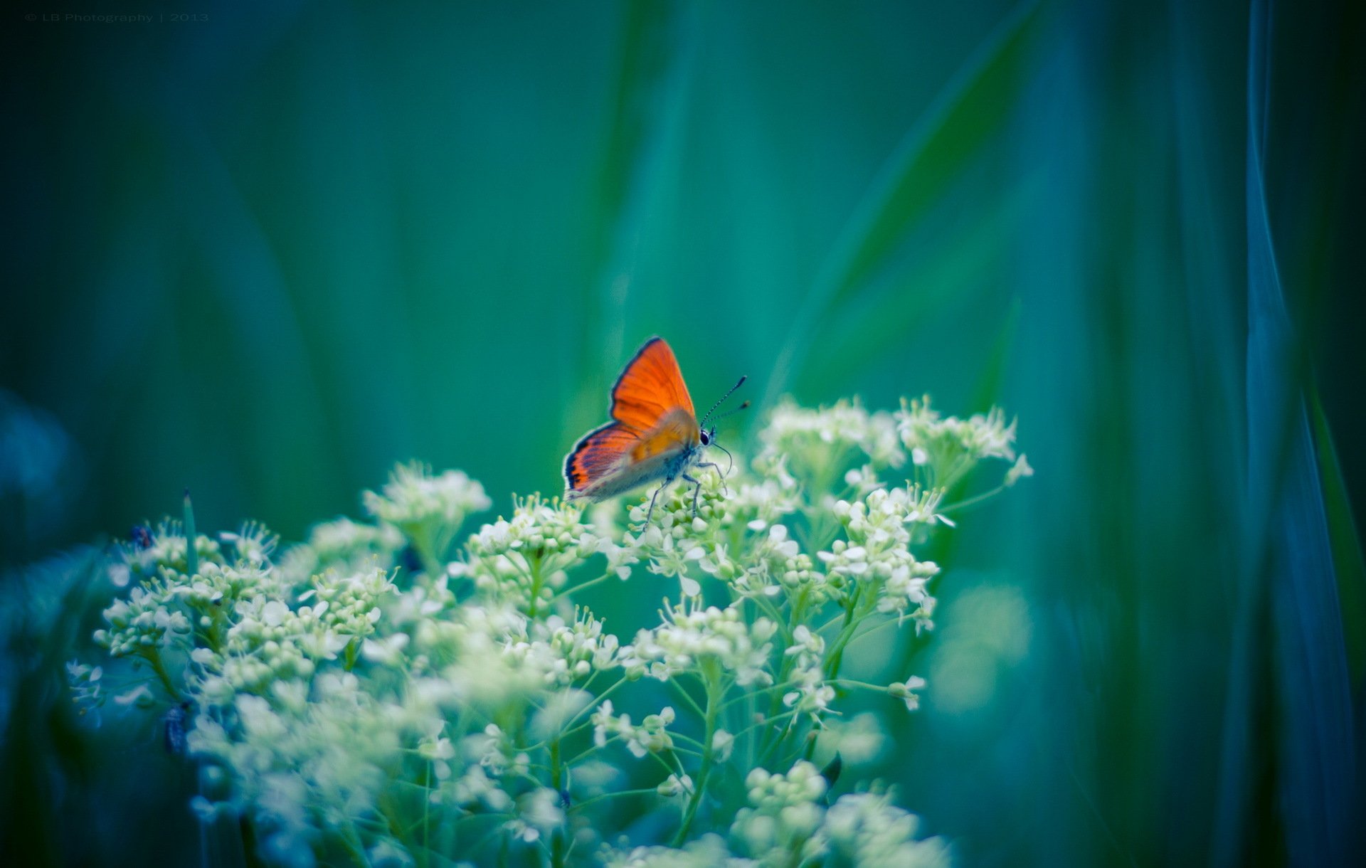 plante fleurs blanc papillon orange fond