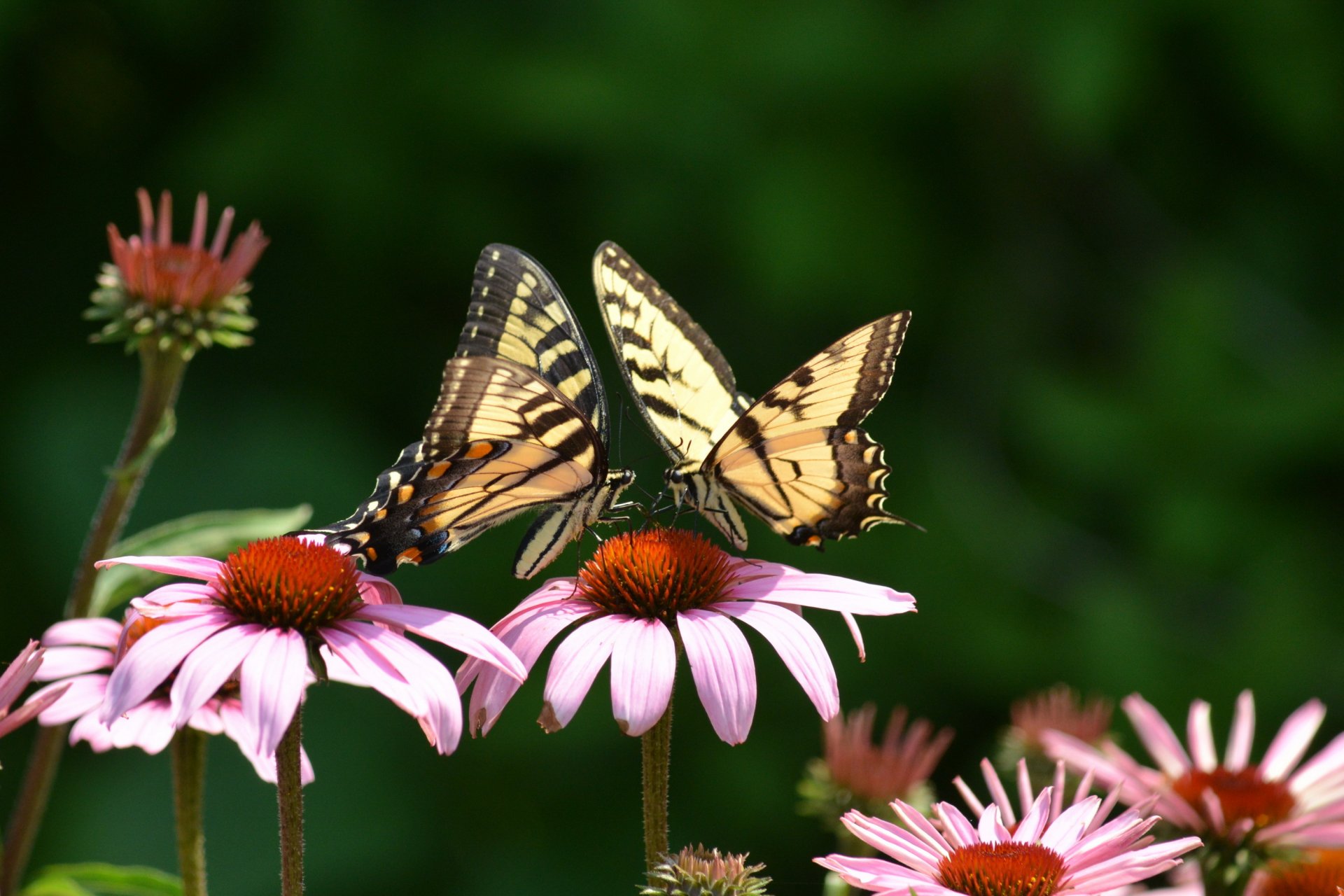 flower pink echinacea butterfly two swallowtail