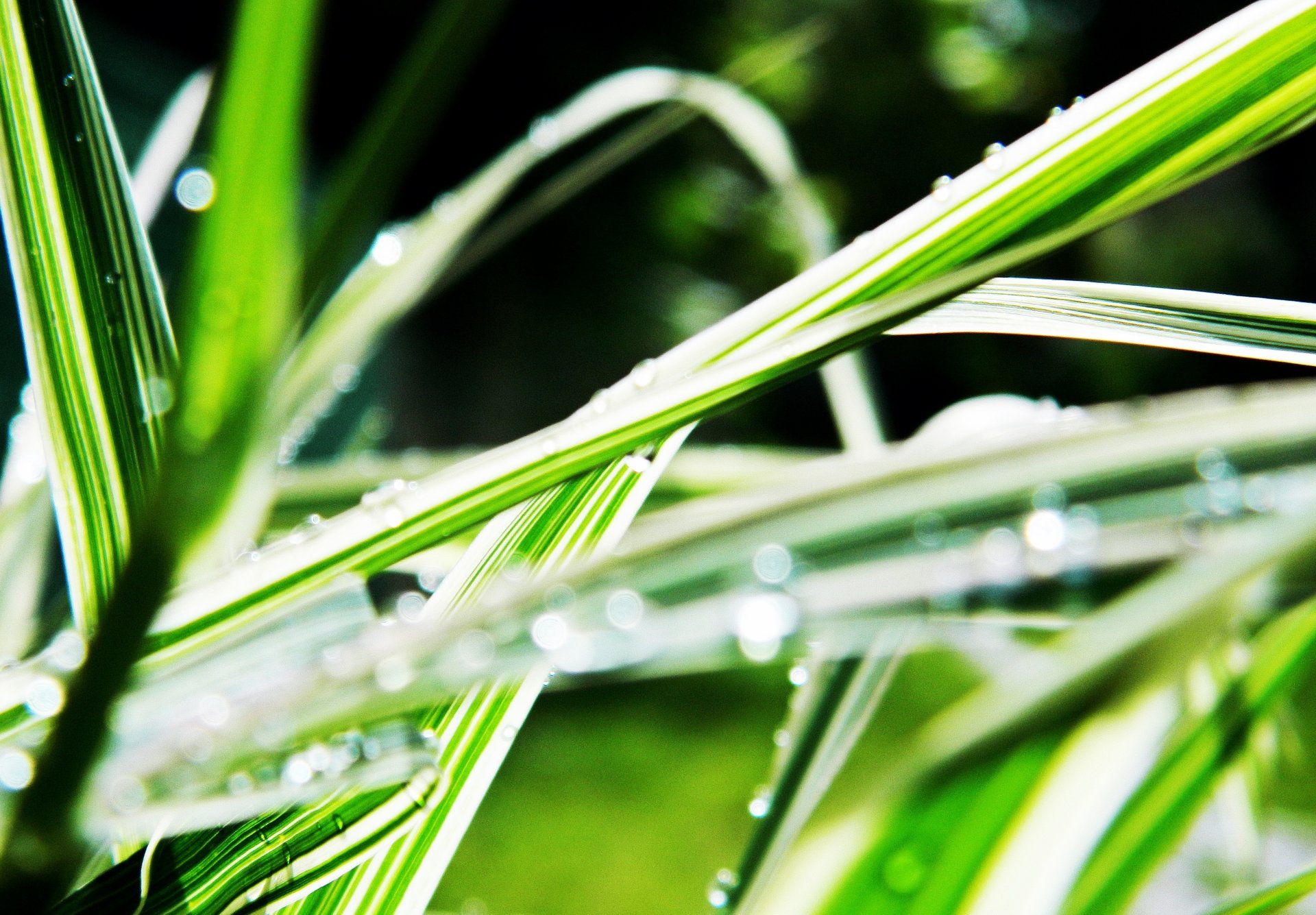 grass linear leaves water drops rosa blur