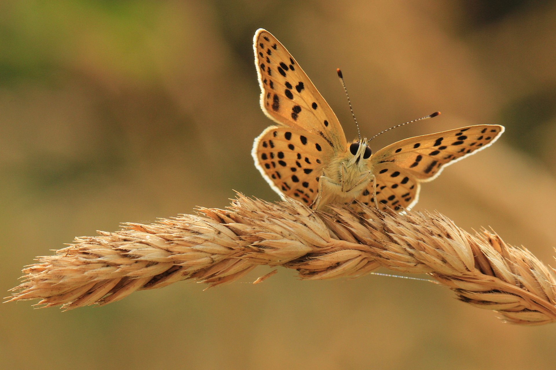 kłos motyl tło