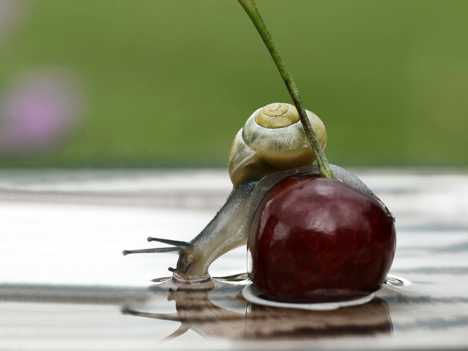 beere kirsche schnecke wasser reflexion makro