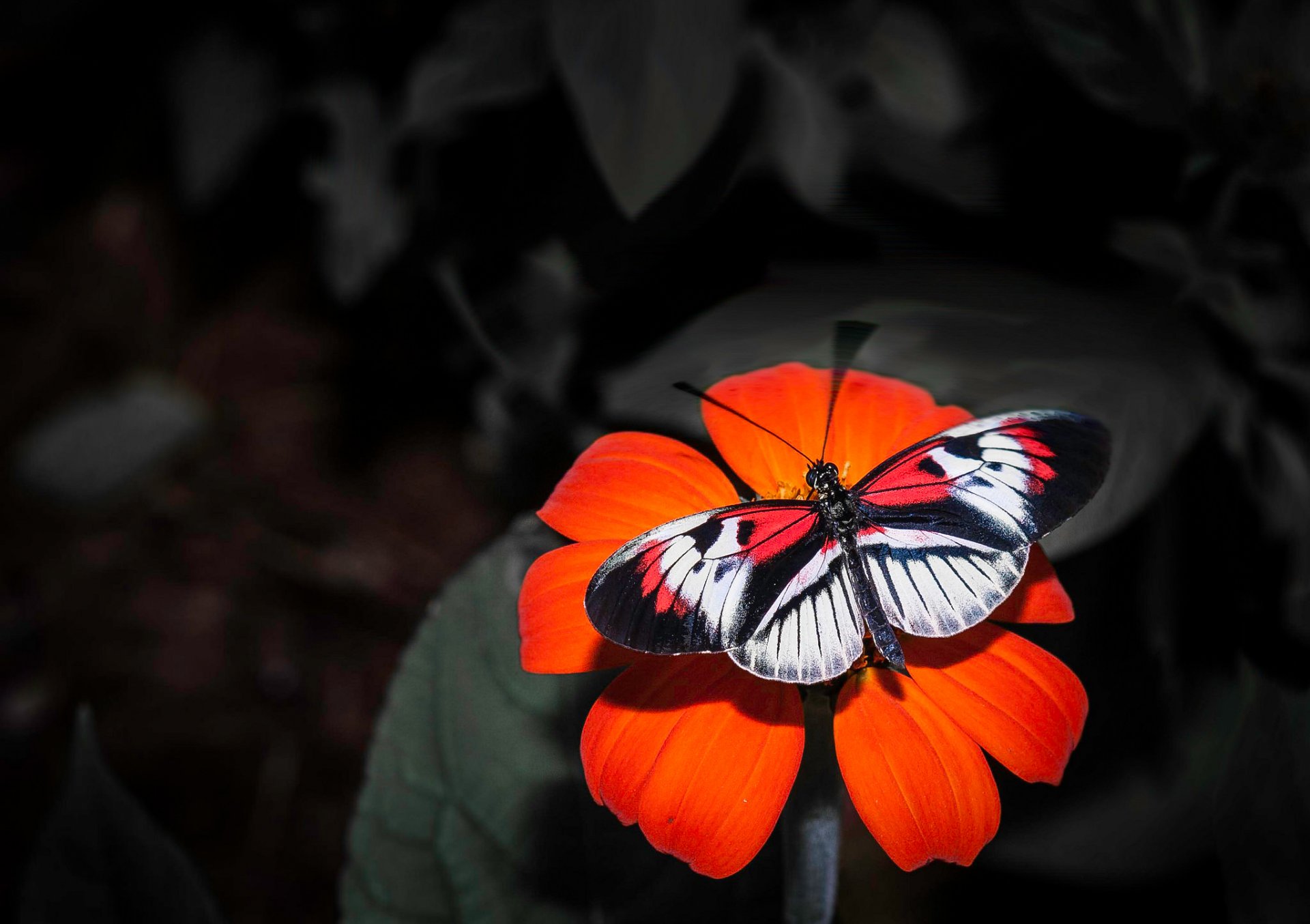 fleur pétales papillon insecte ailes