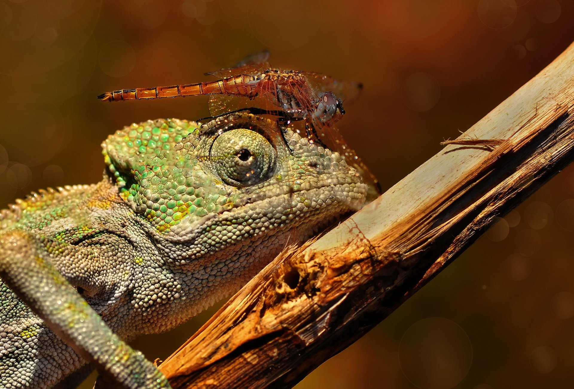 camelion lagarto libélula macro insecto rama