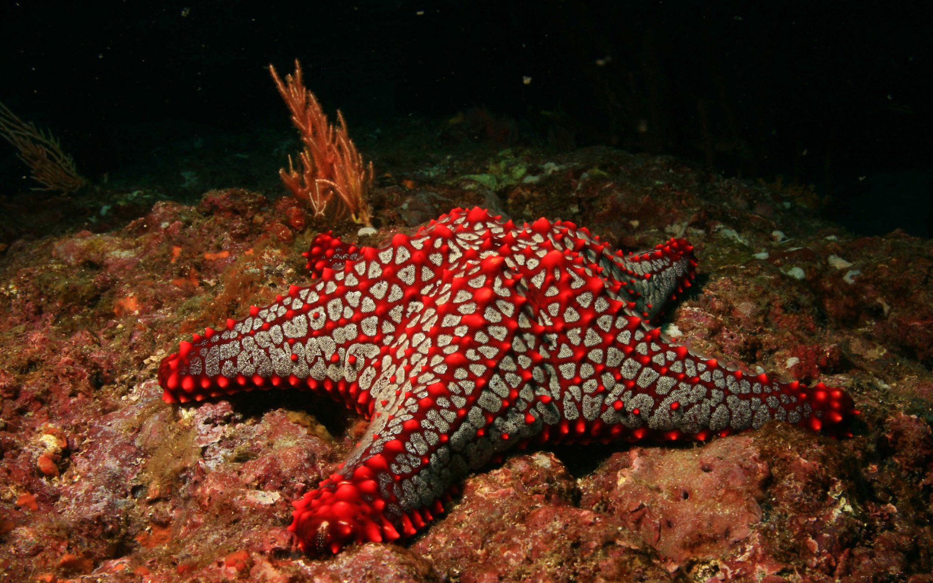 red sea star the bottom underwater the world