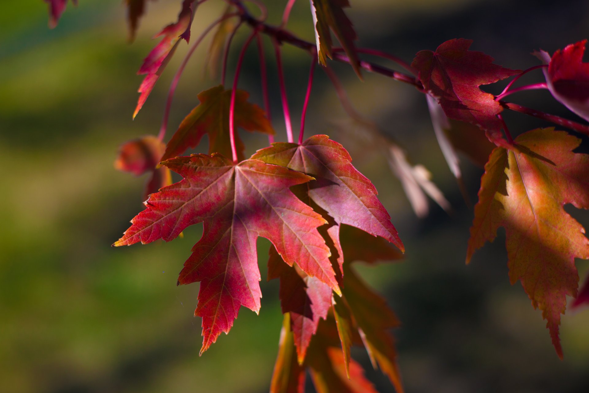 close up branch leaves autumn