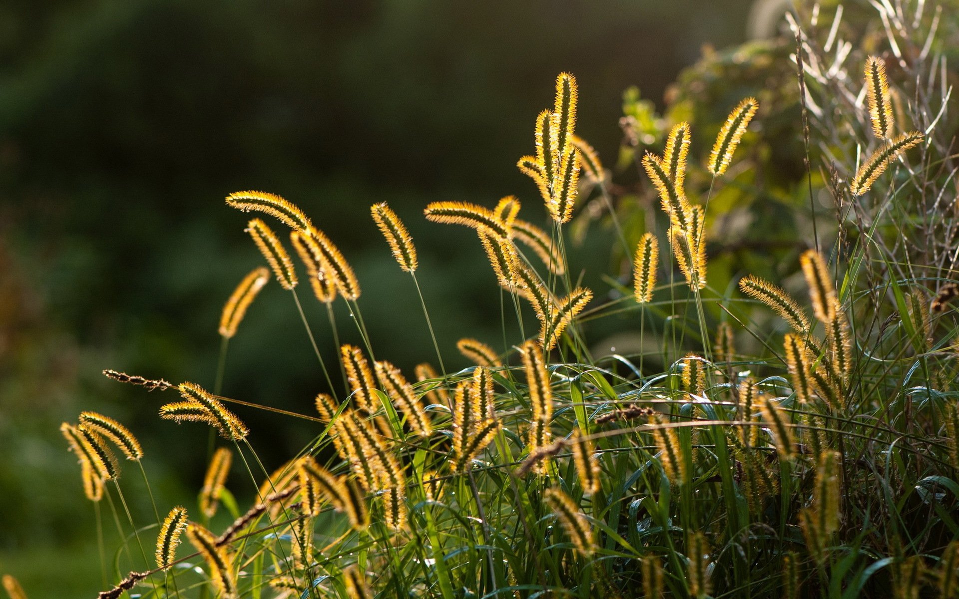 herbe gros plan nature été