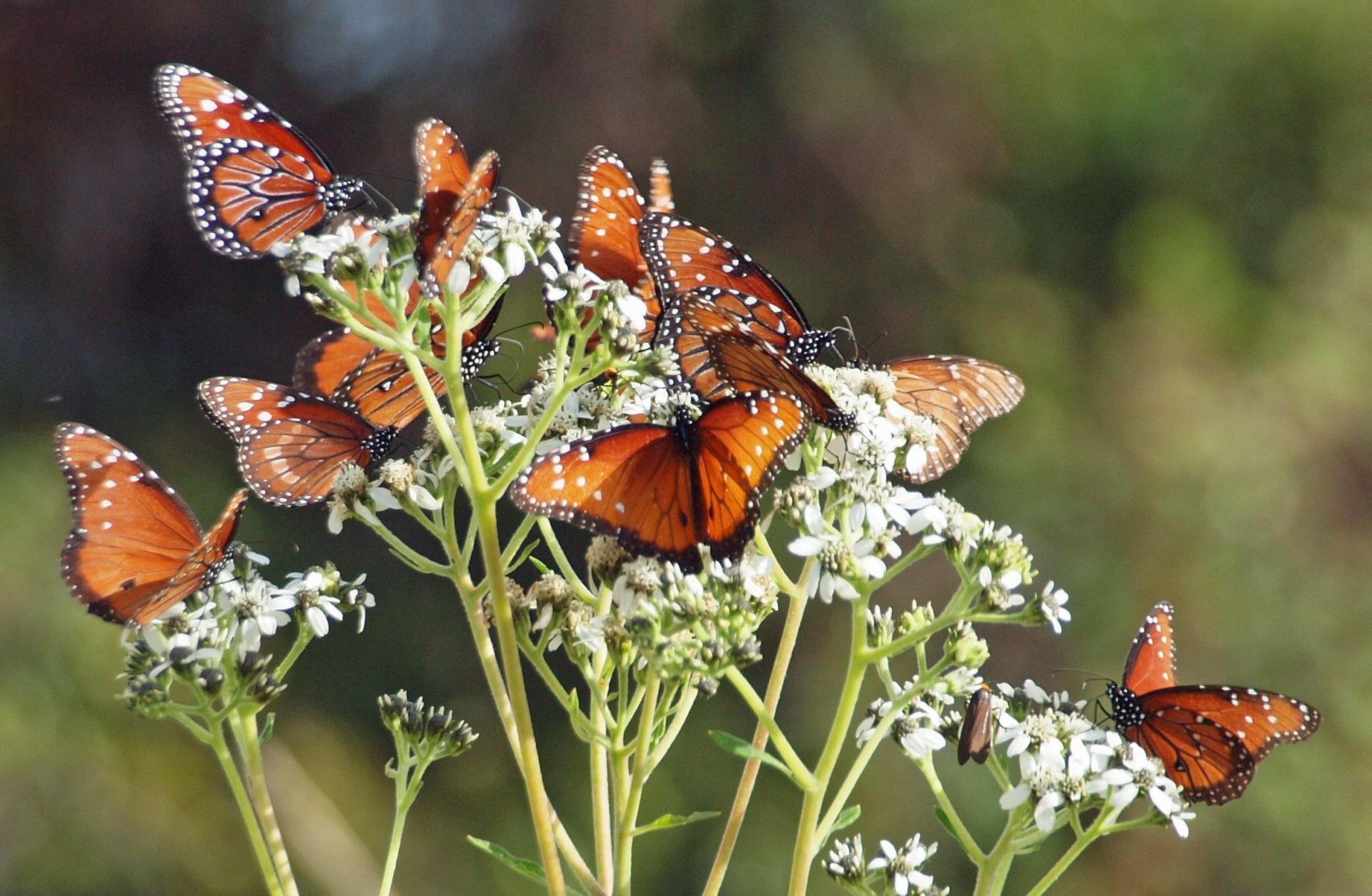 butterflies flowers branches stalks buds butterfly flower stem