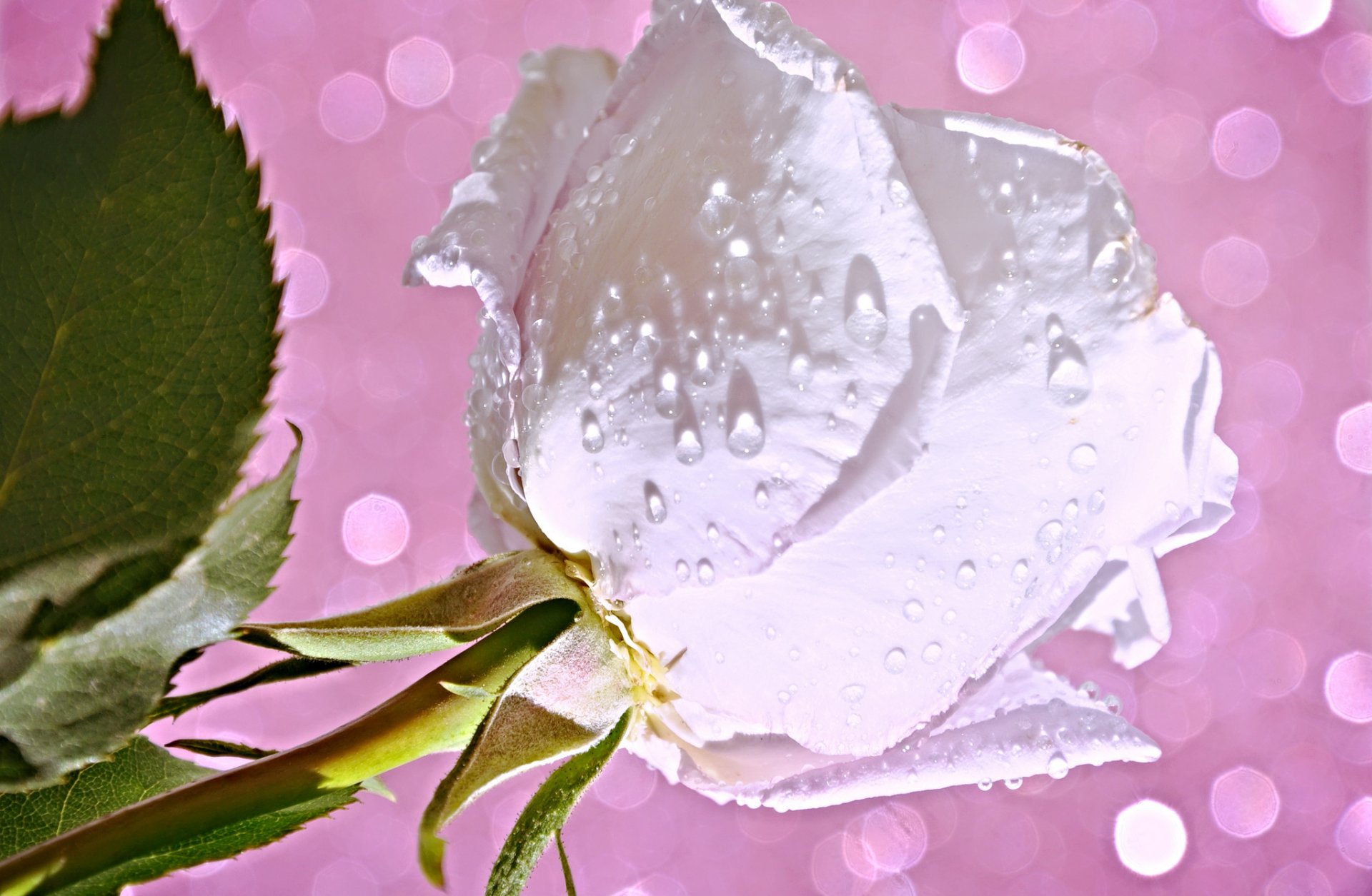 flower rose bud petals drops rosa water