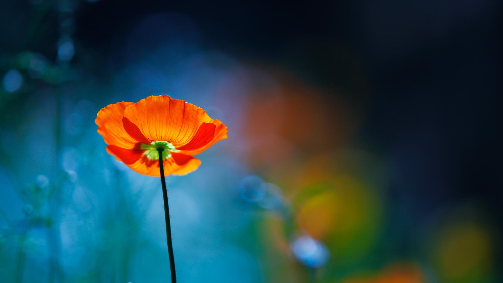 flower poppy red focus blur close up