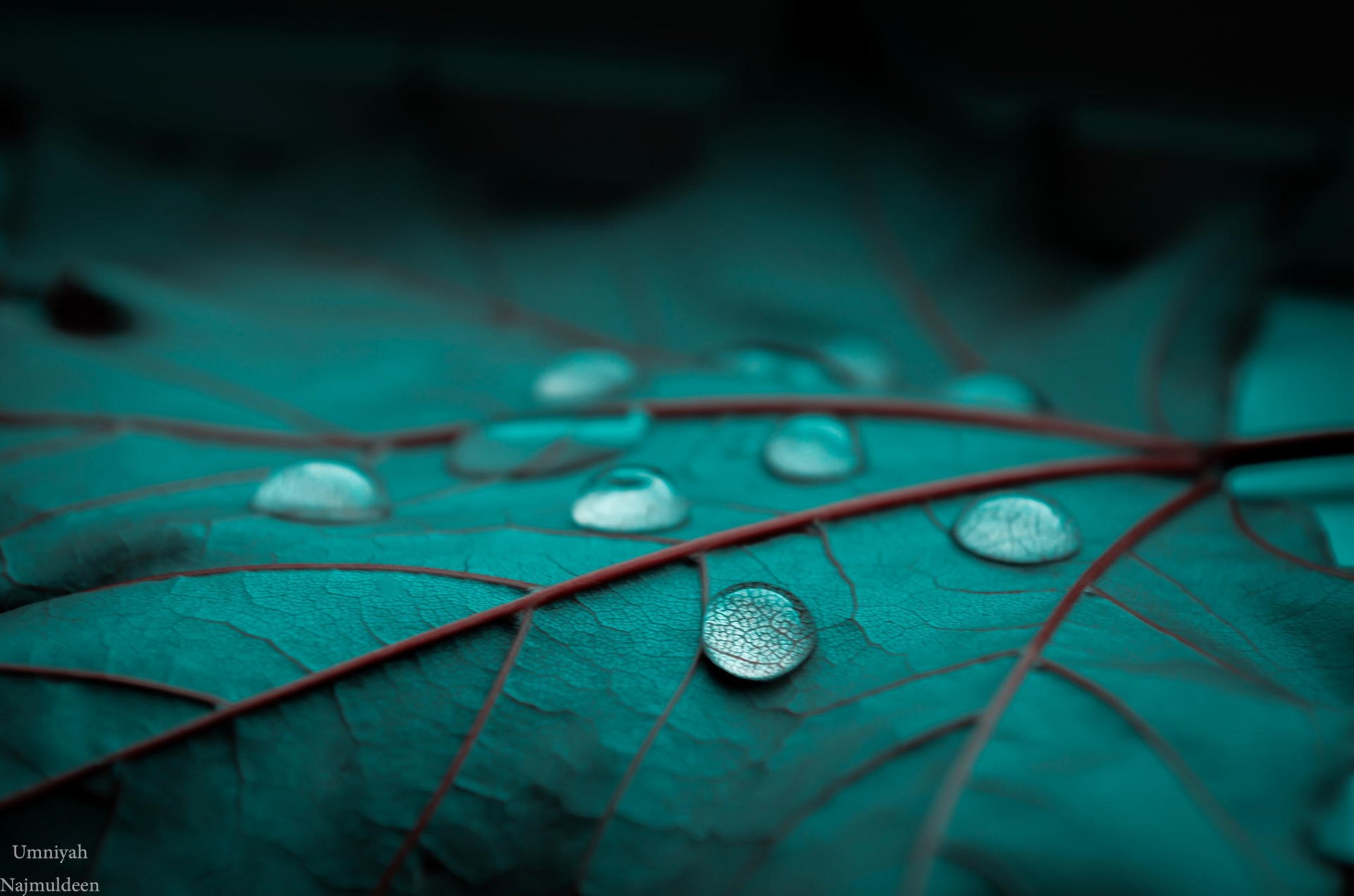 blatt grün tau tropfen makro