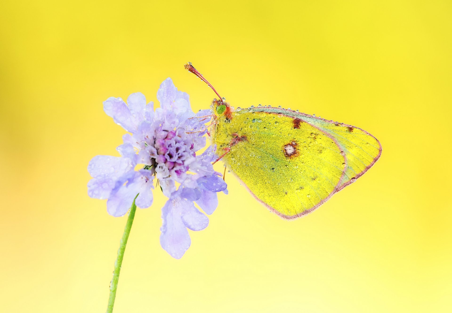 fleur lilas papillon gouttelettes d eau rosée fond