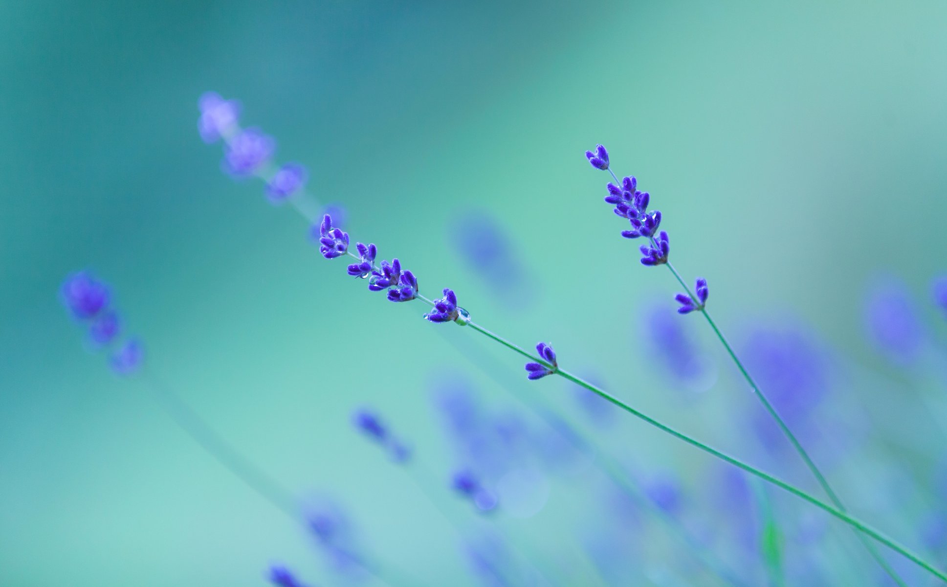 pflanze blume lavendel natur