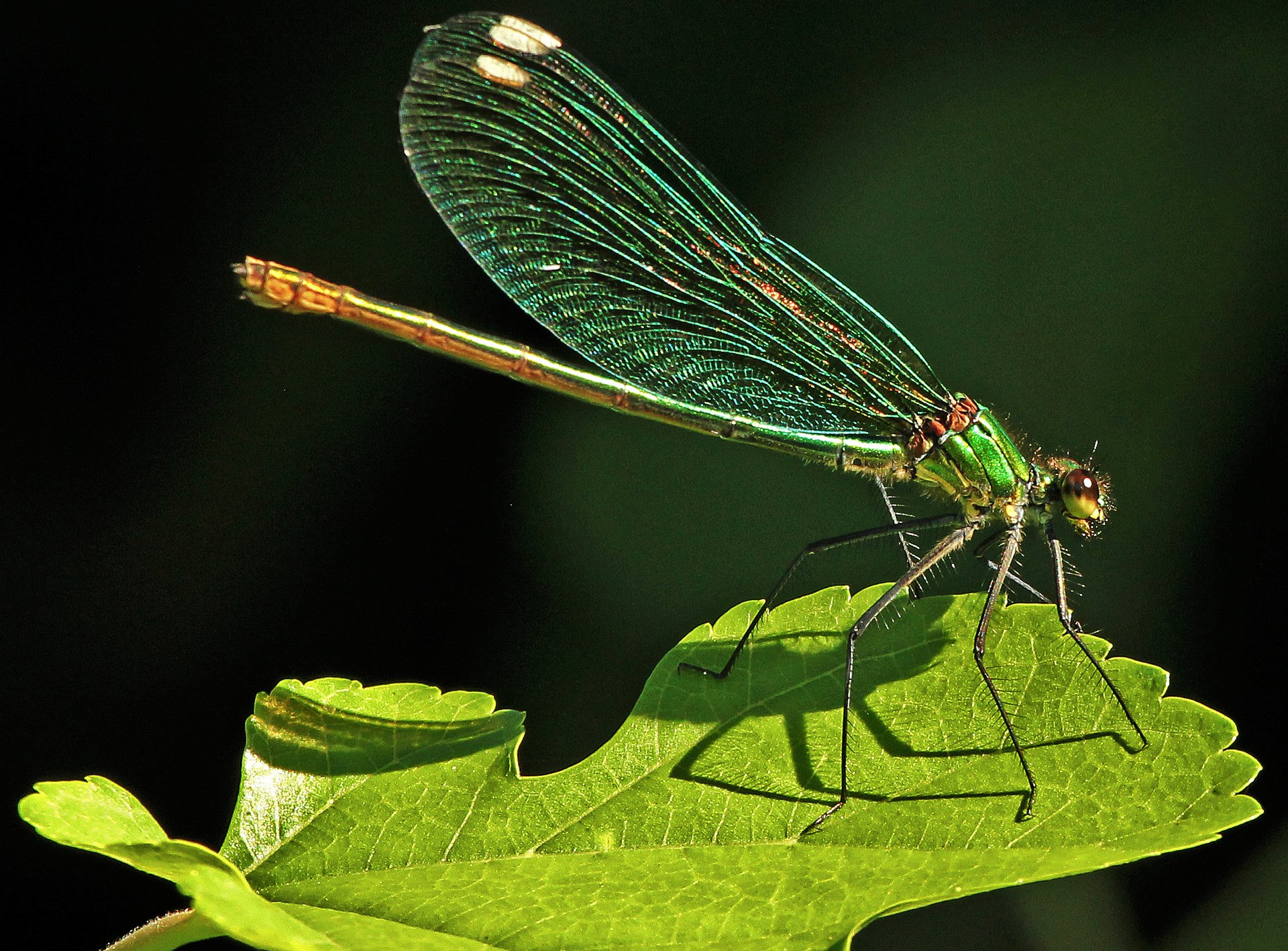 dragonfly insect sheet nature