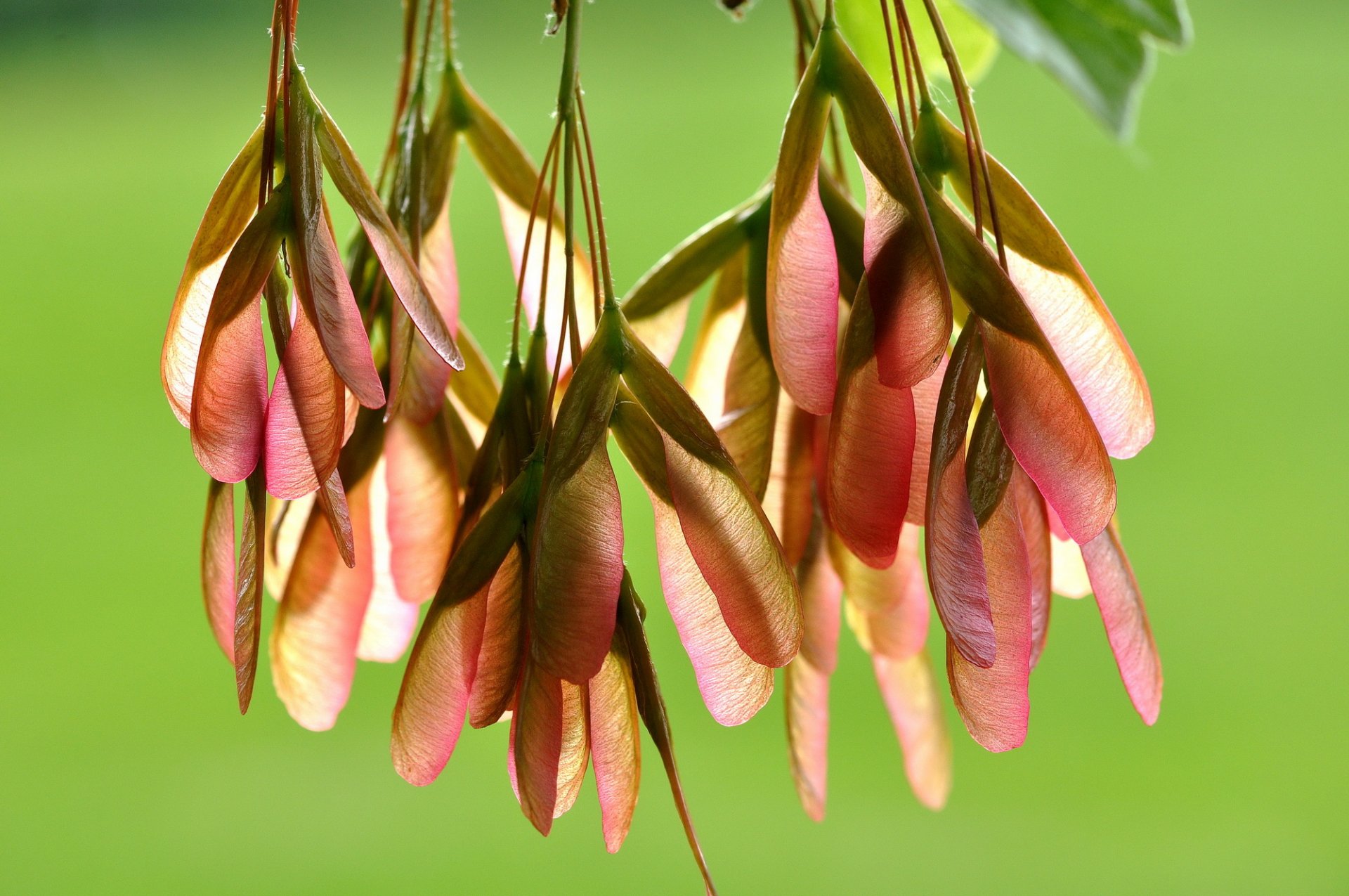 ahorn blüte samen hintergrund