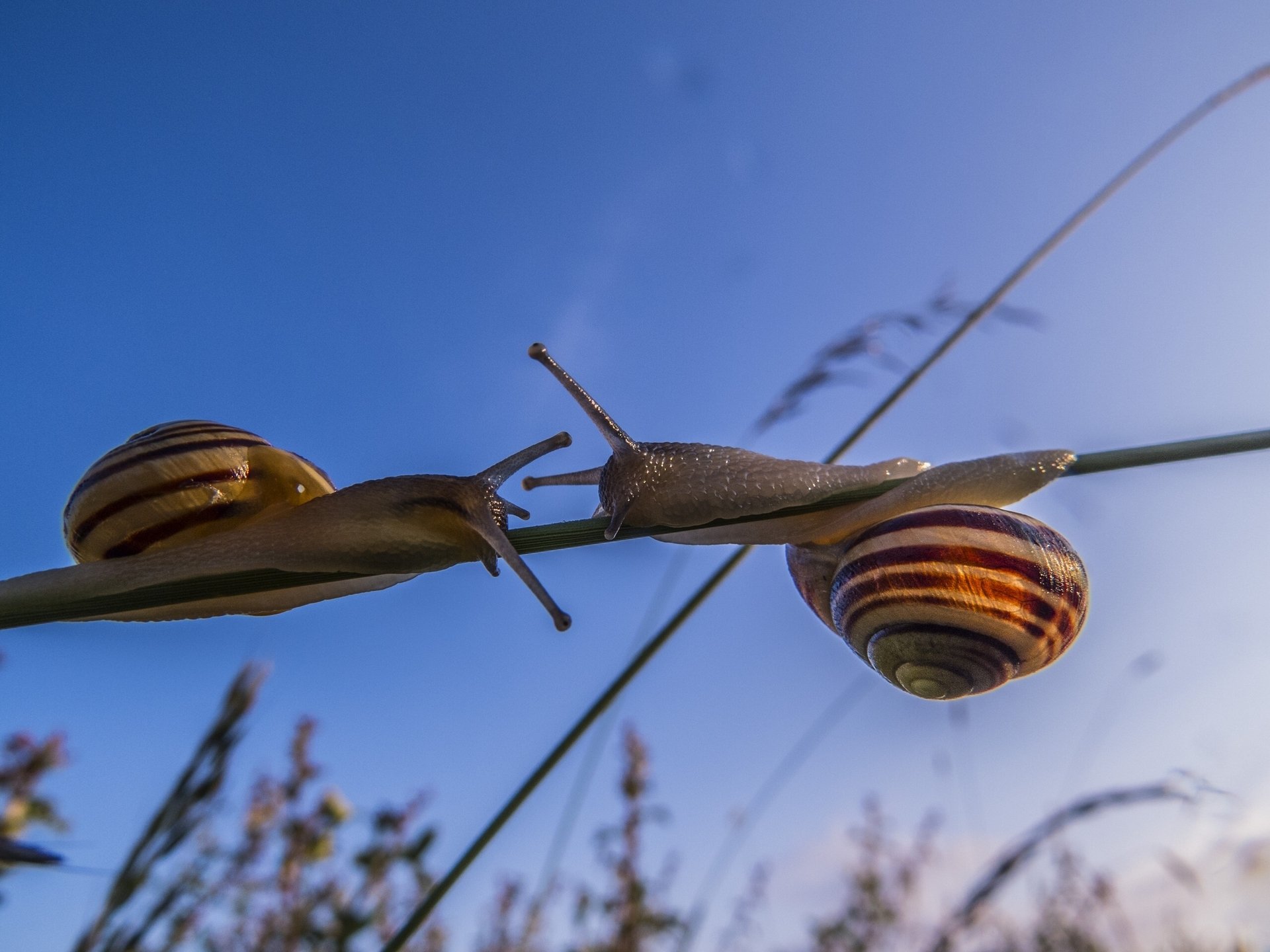 escargot gros plan brin d herbe rapprochement