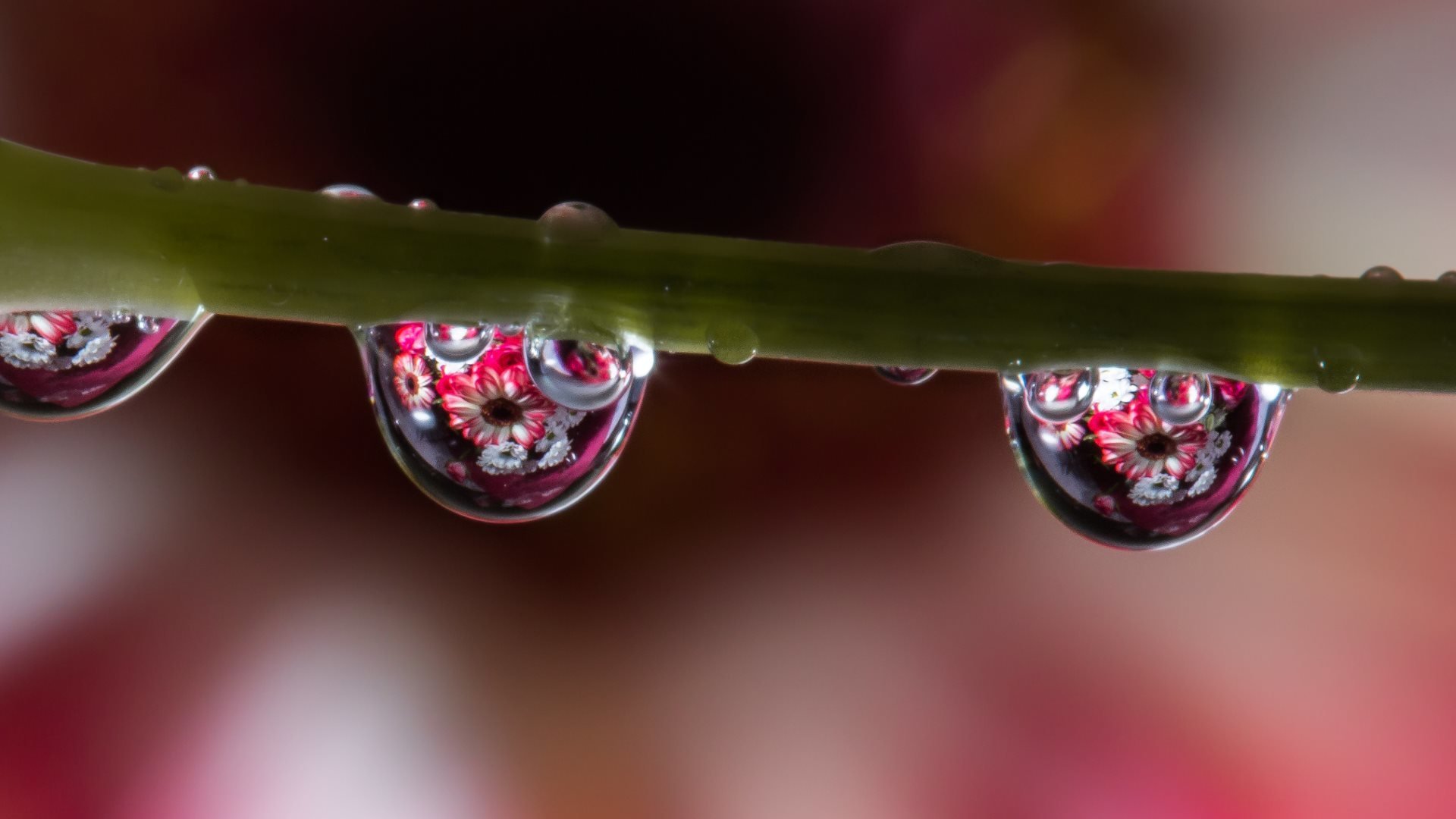 eau gouttes tige réflexion gros plan fleurs