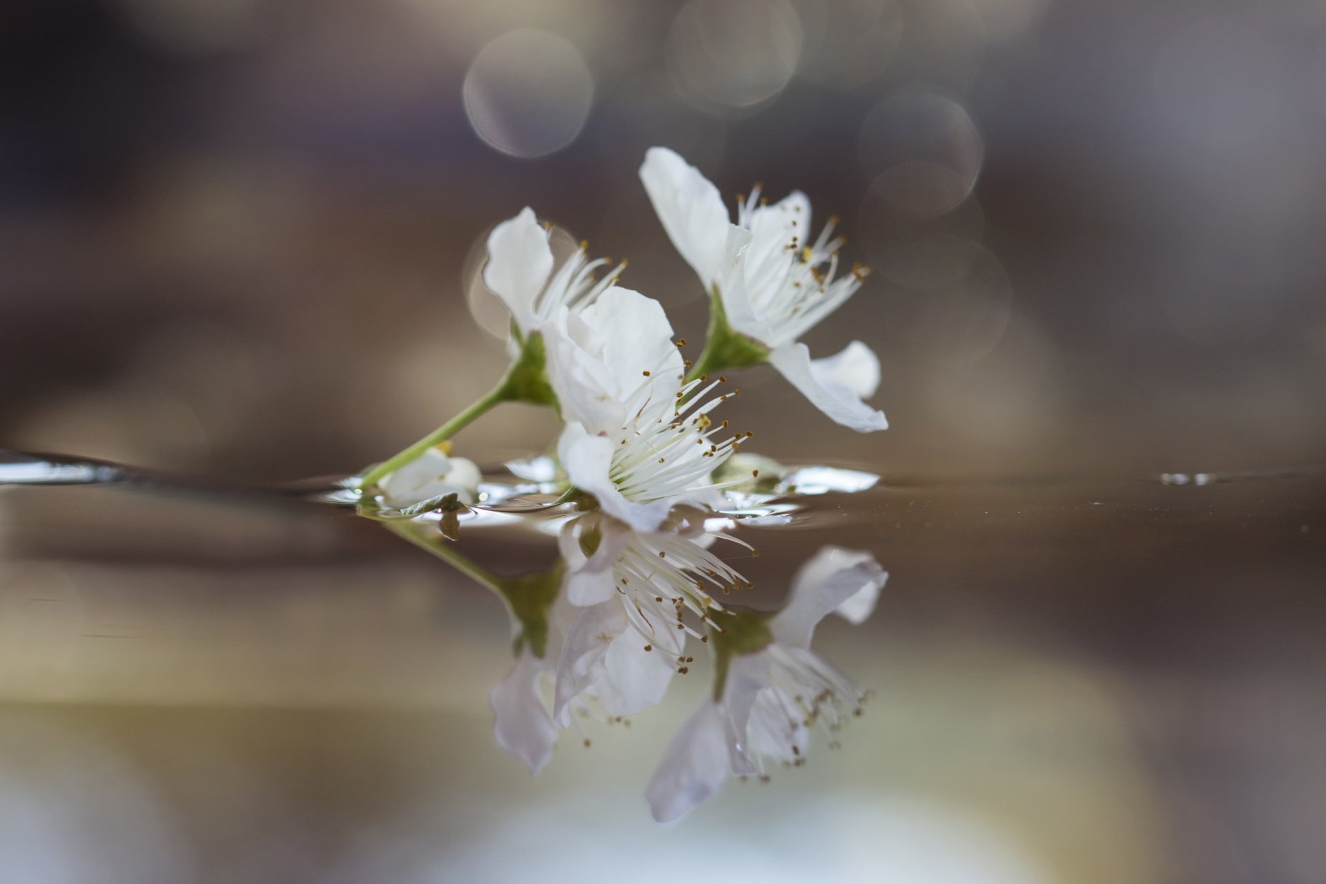 branch flower drain water reflection