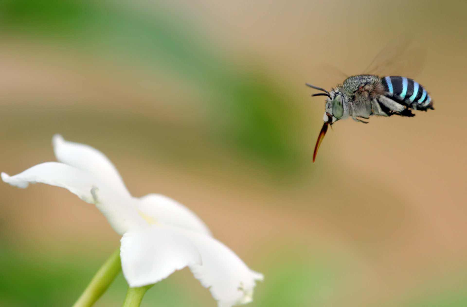 fleur blanc insecte fond