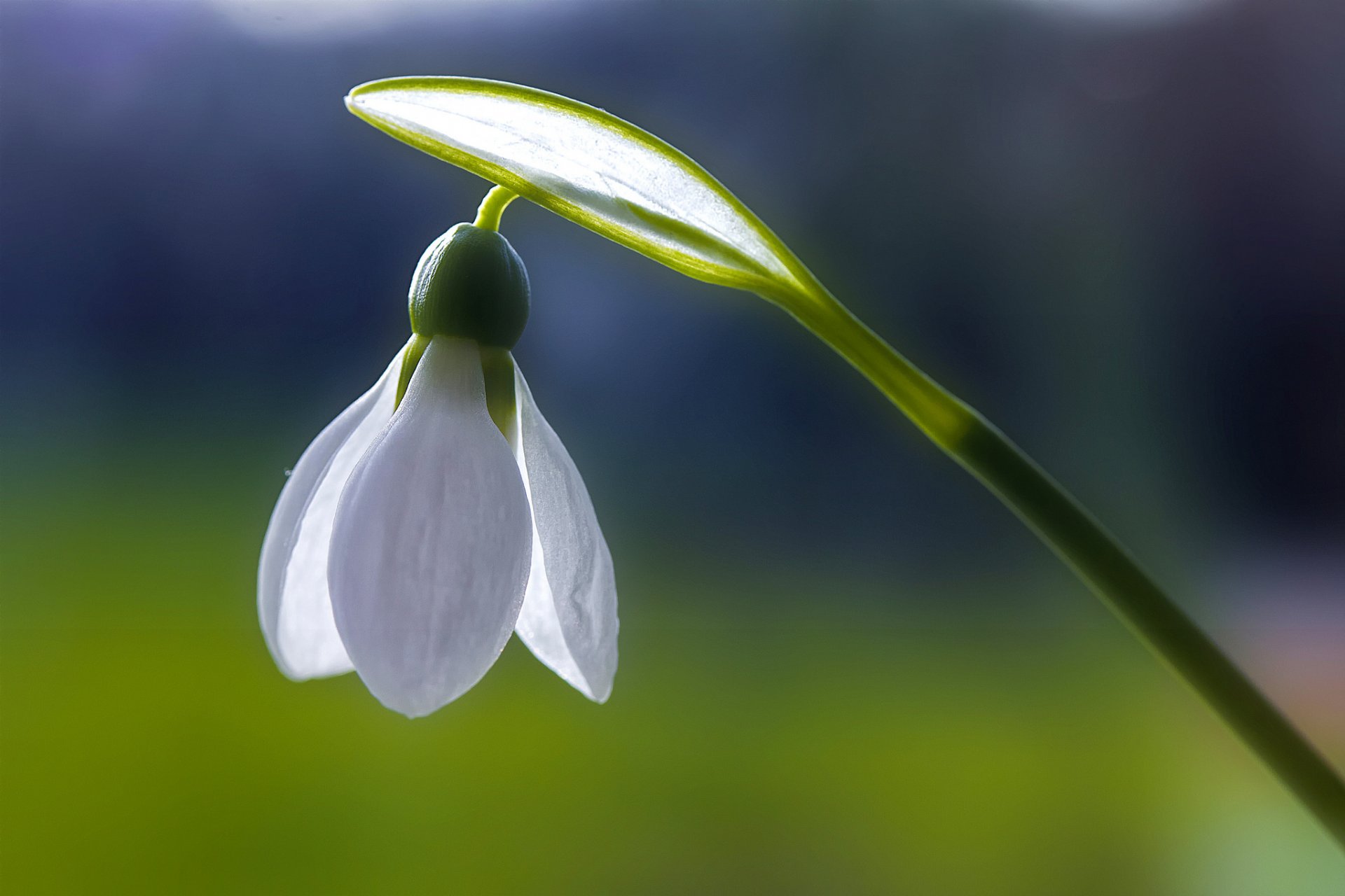 perce-neige fleurs blanc pureté fraîcheur printemps bleu macro lundi premier perce-neige frank fullard