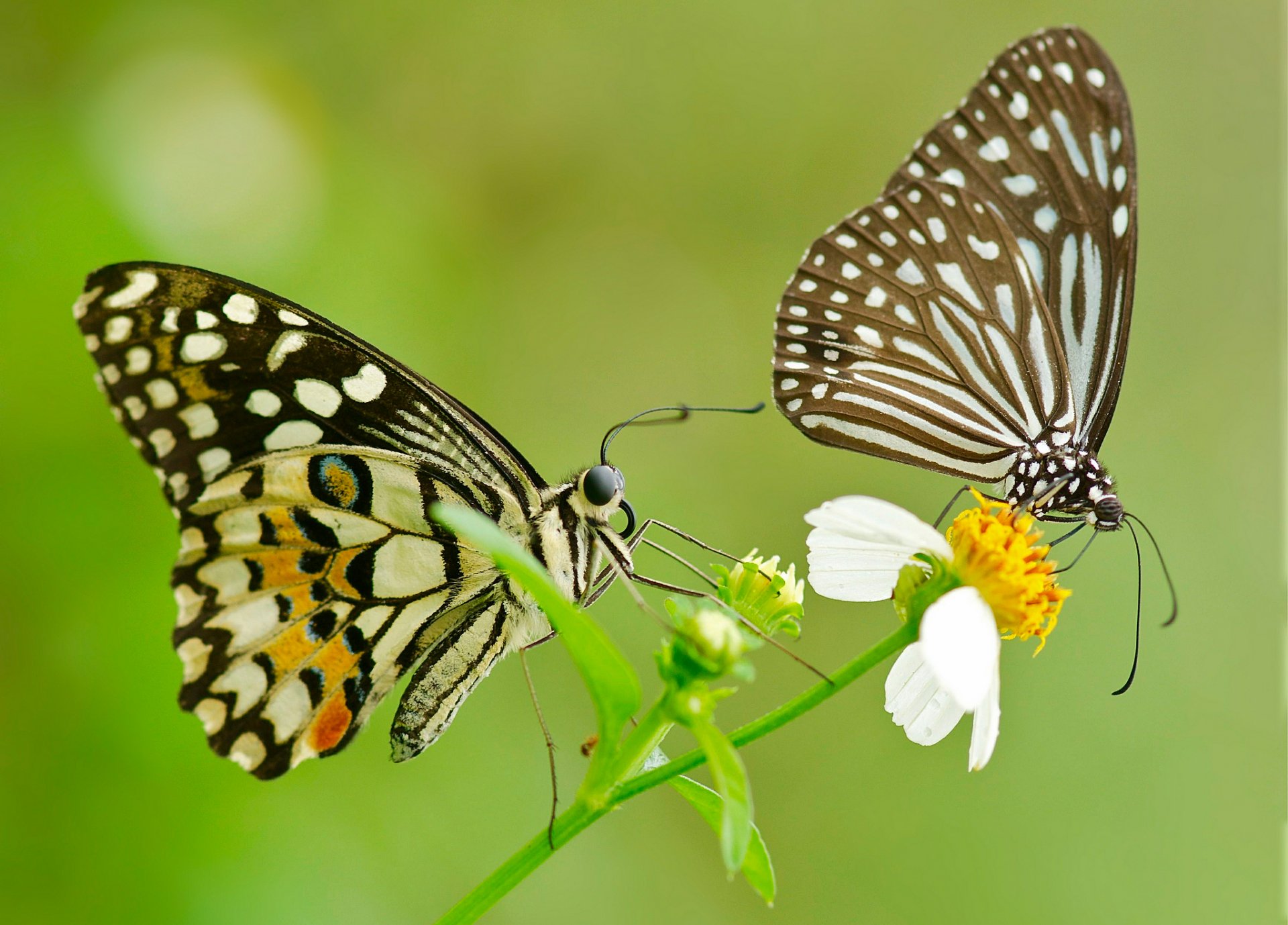 butterfly moth couple flower wings pattern