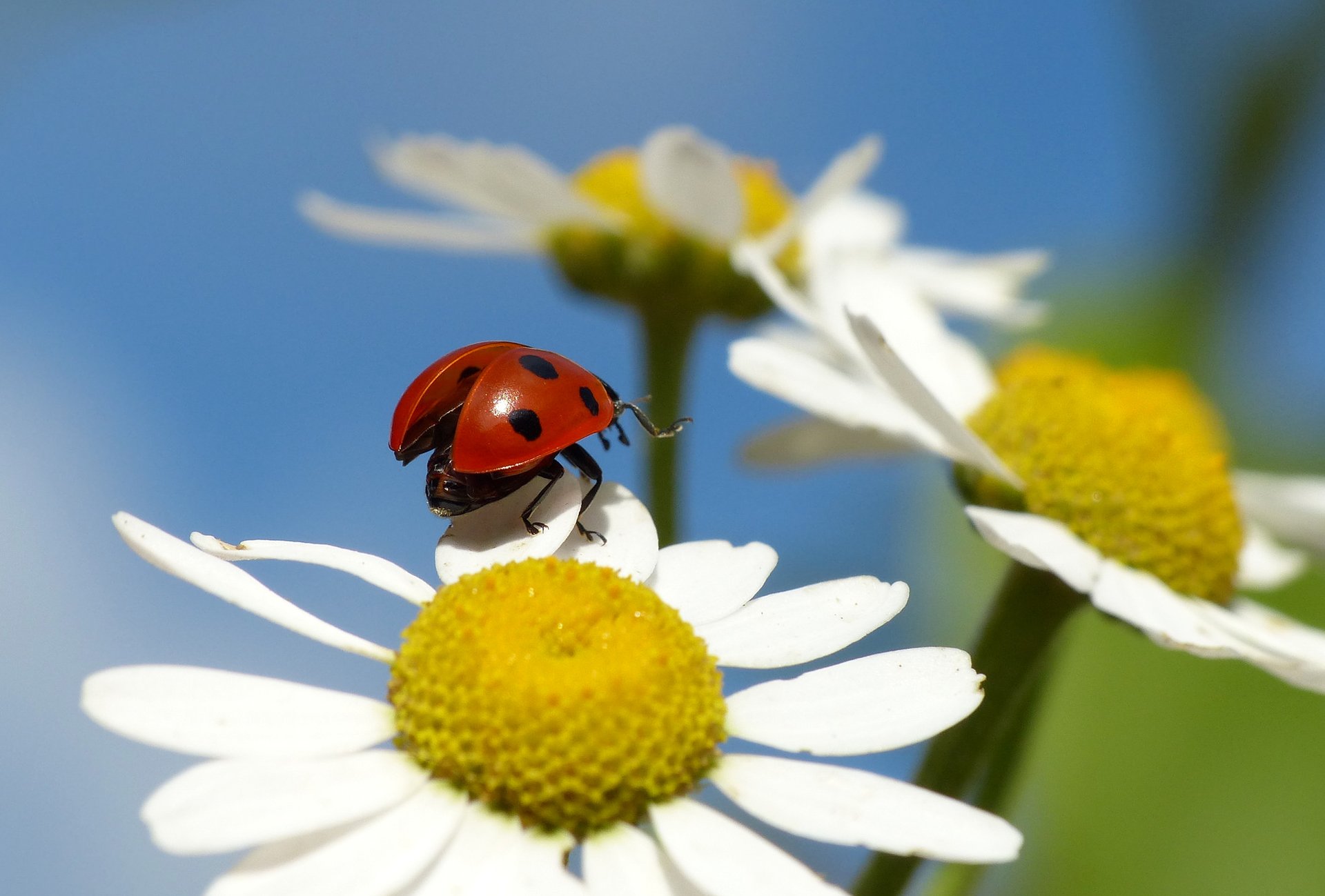 blume blütenblätter gänseblümchen insekt marienkäfer