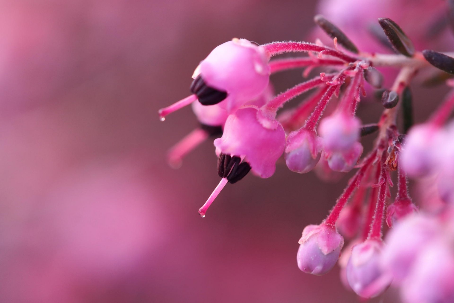 heather flower flowers pink buds branch bush bokeh blur close up background