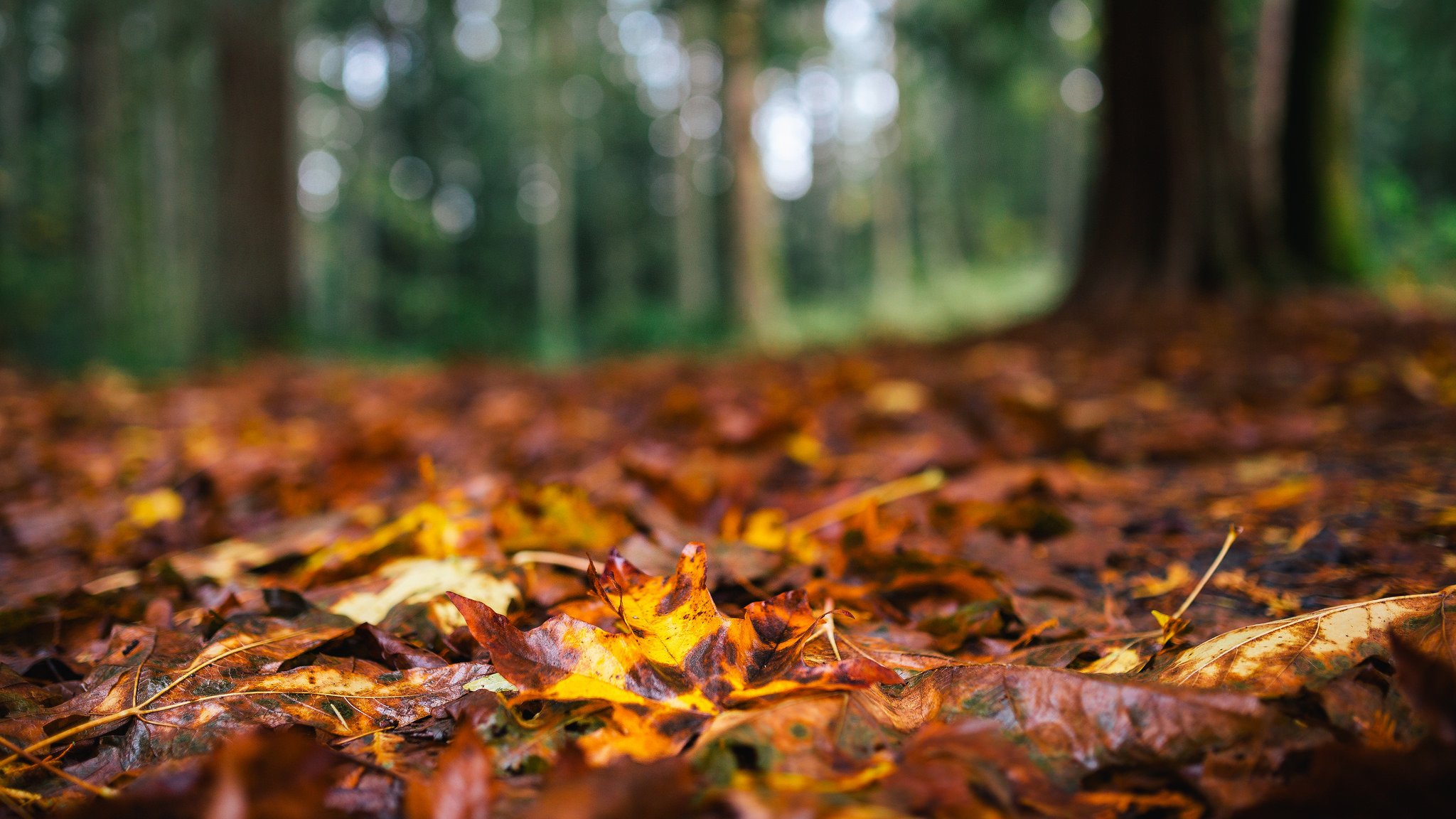 feuilles brun jaune forêt arbres automne nature gros plan