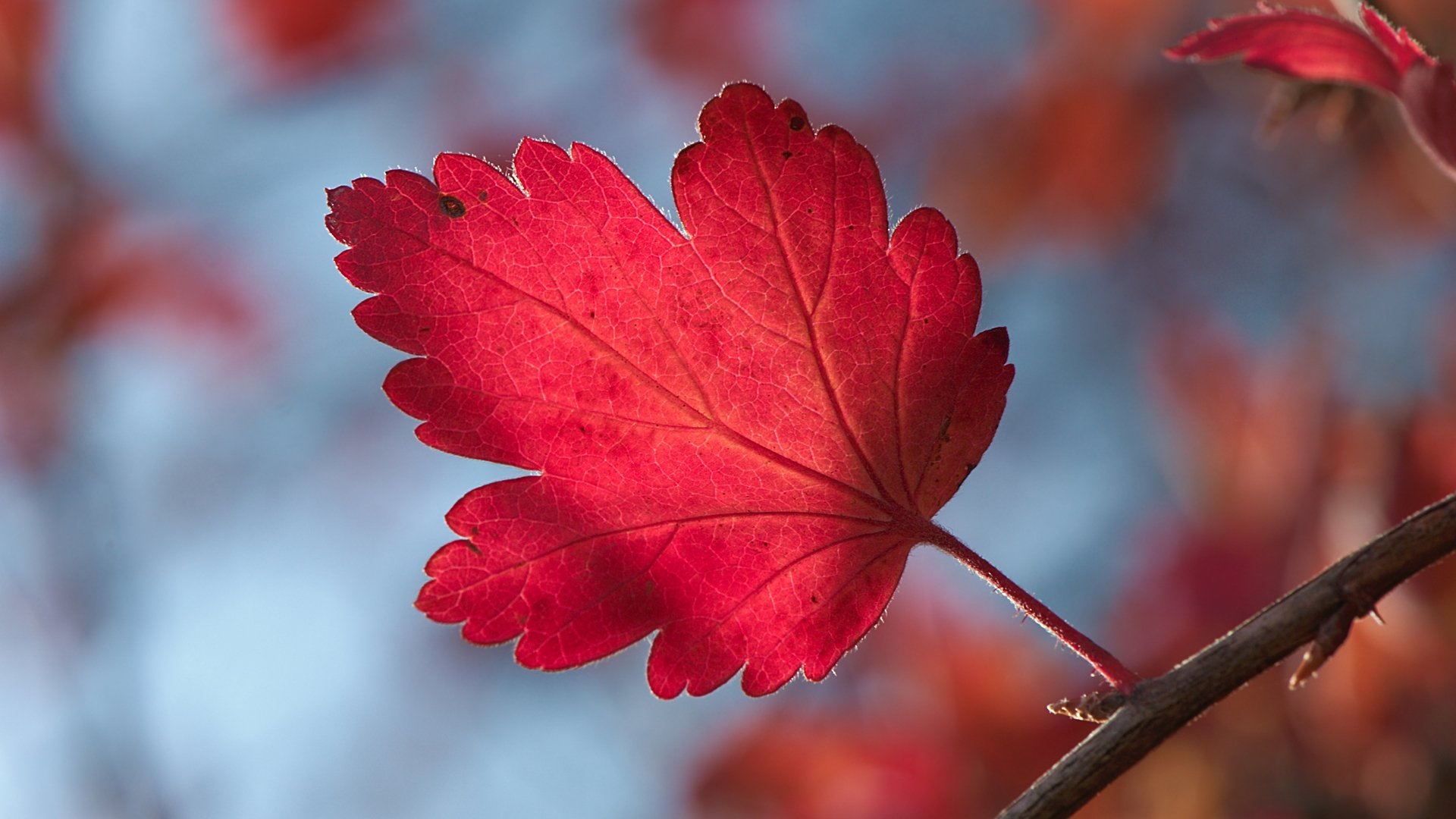 feuille rouge automne gros plan