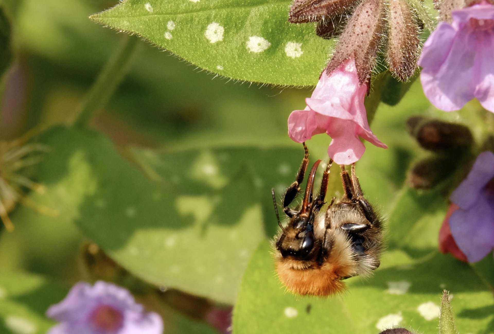 insect bumblebee flower close up