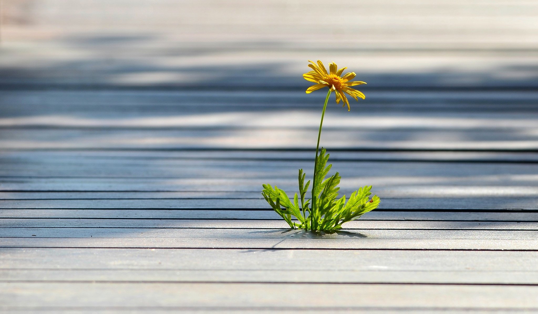 assi del pavimento legno erbaccia solitario fiore giallo