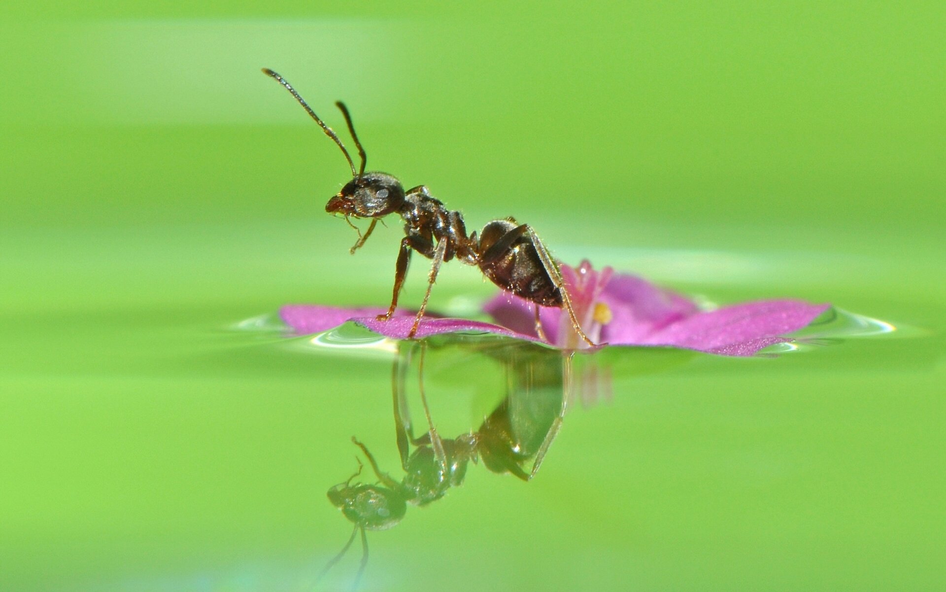 fourmi fleur eau réflexion gros plan